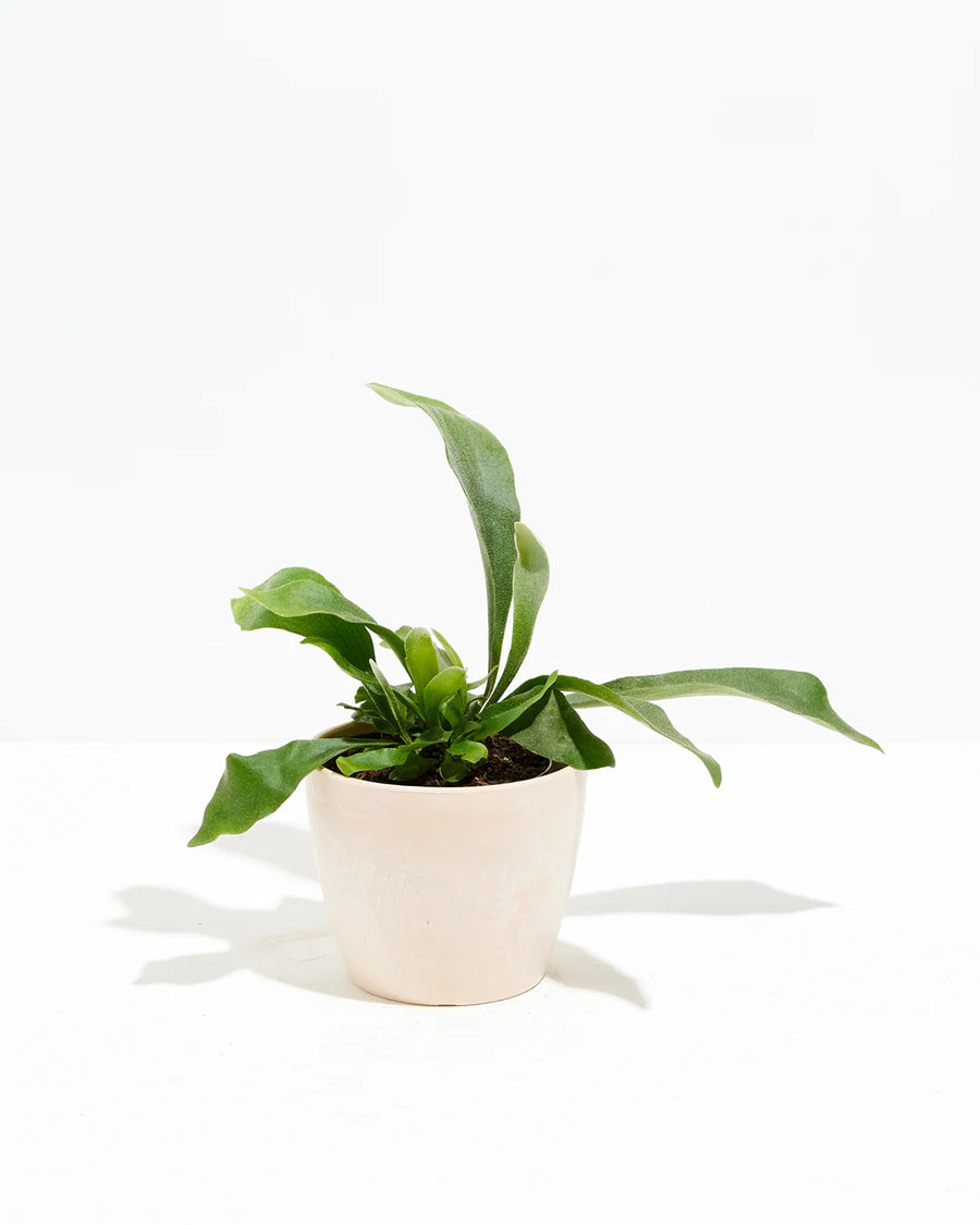 Staghorn Fern