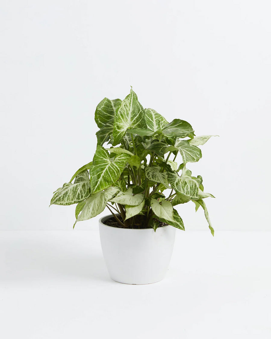 Syngonium White Butterfly