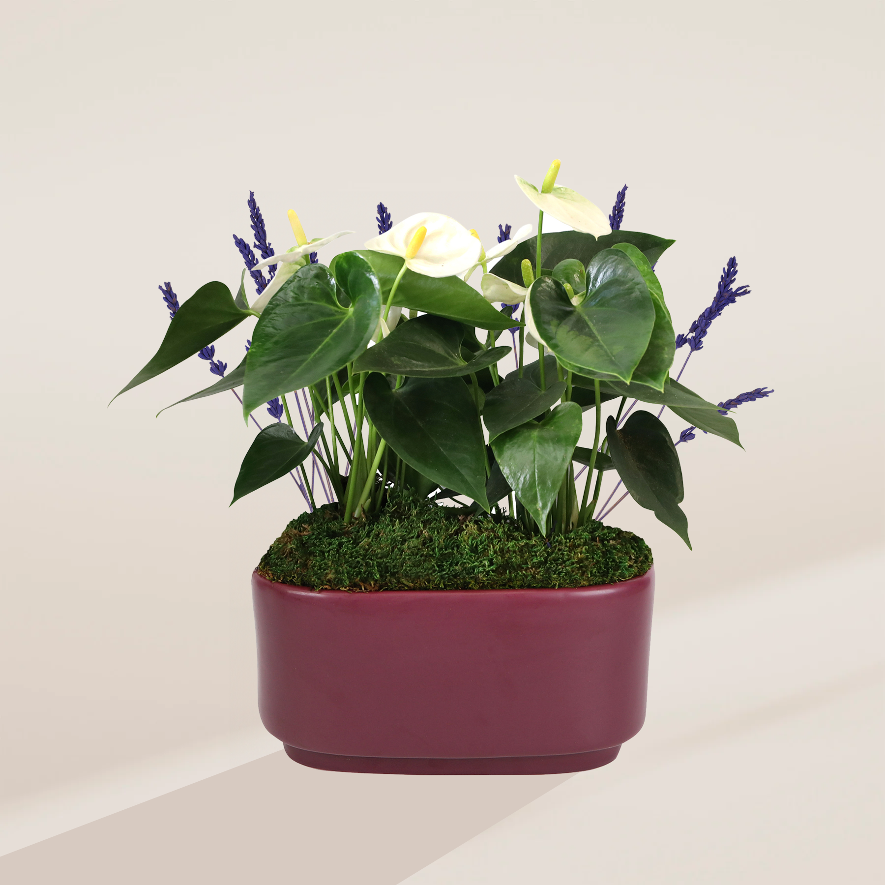 White Anthurium Centerpiece