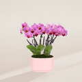 Pink Orchid Centerpiece