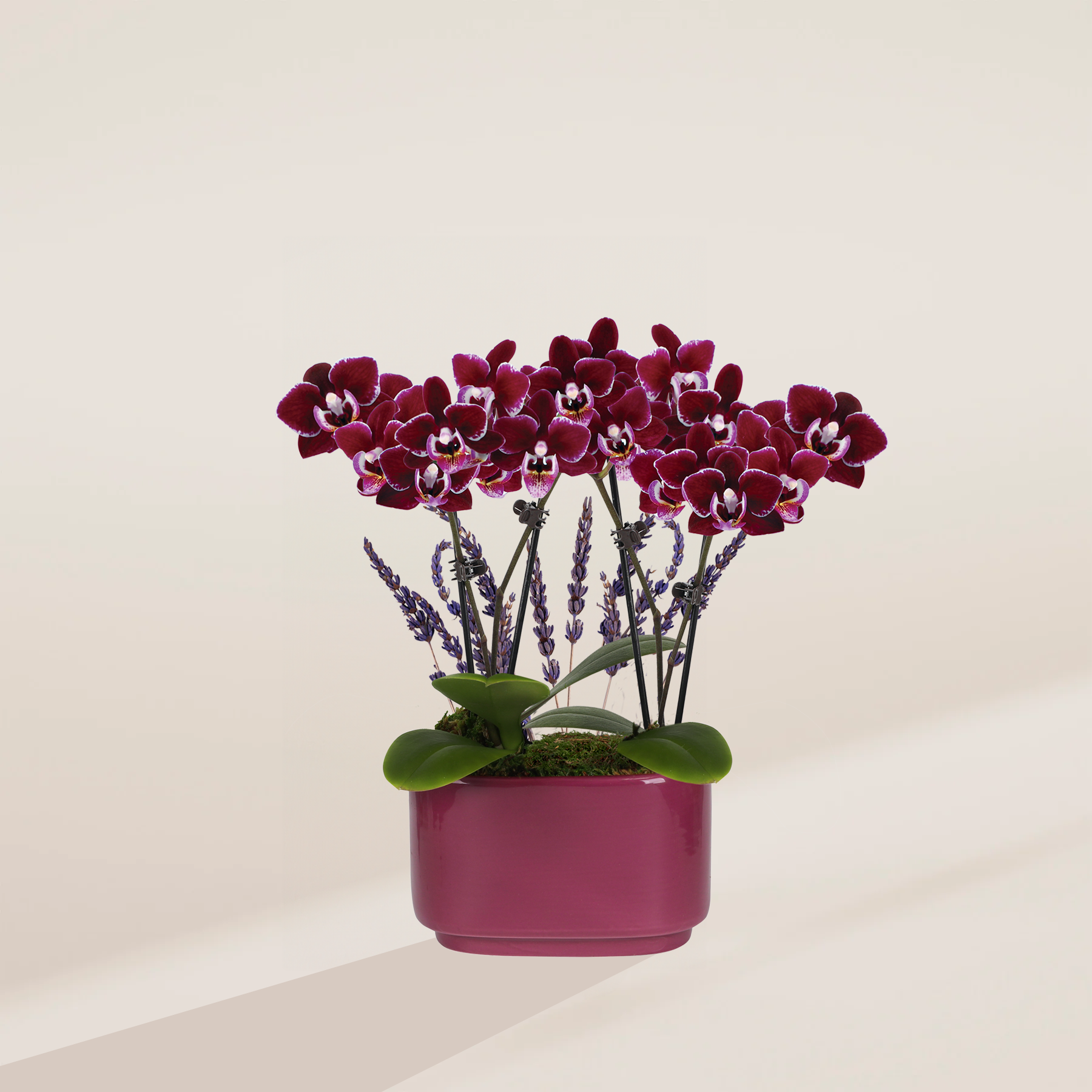 Purple Orchid Centerpiece