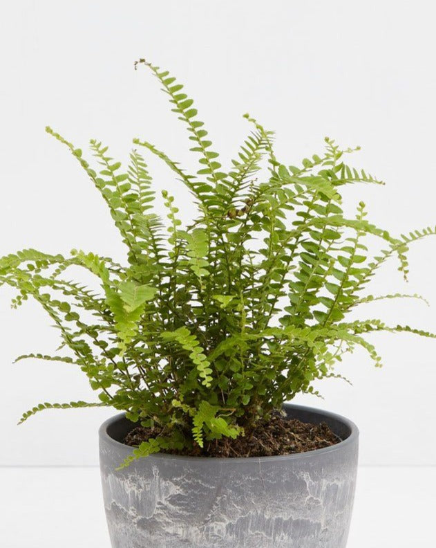 Lemon Button Fern