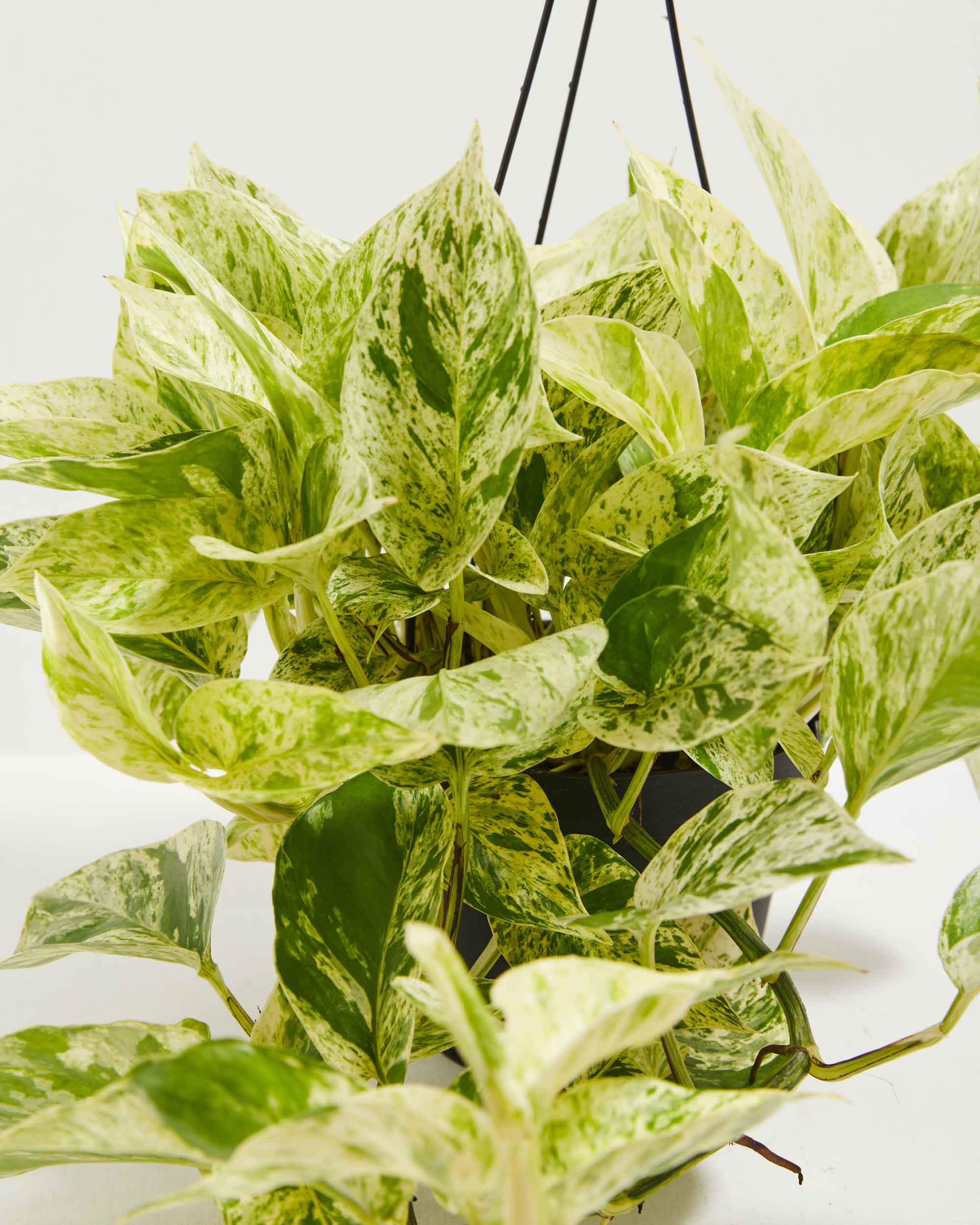 Marble Queen Pothos
