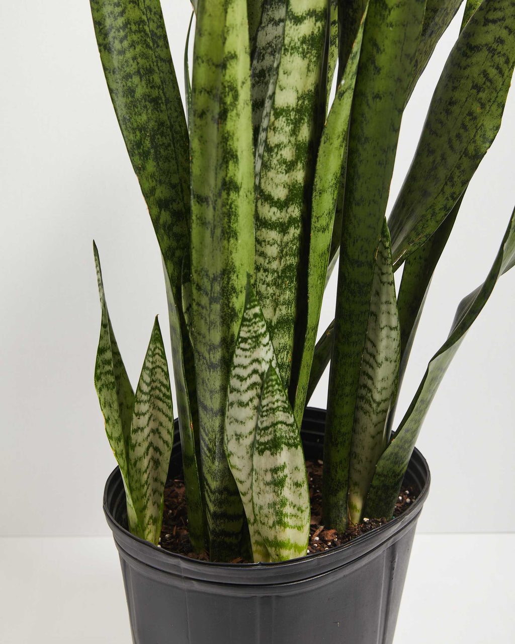 Sansevieria Zeylanica Snake Plant
