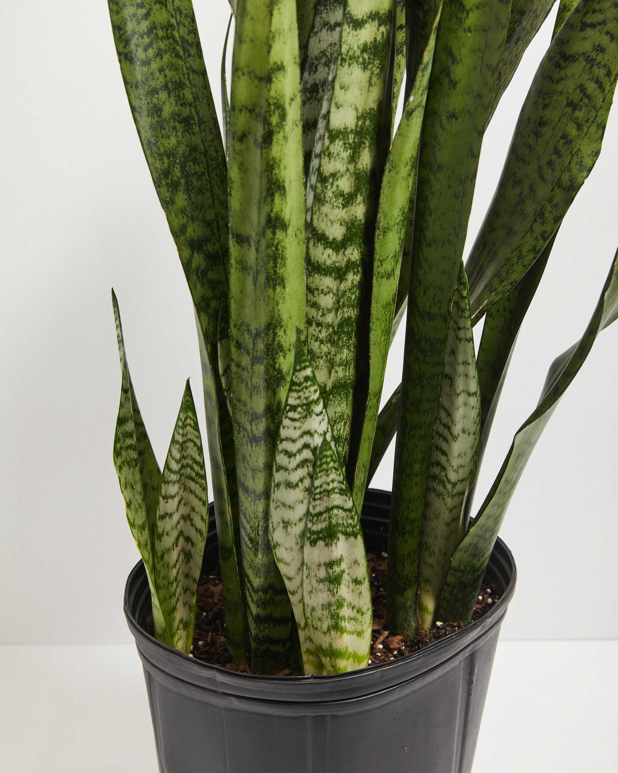 Sansevieria Zeylanica Snake Plant