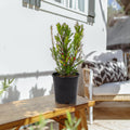 Dark Green Spreader Yew