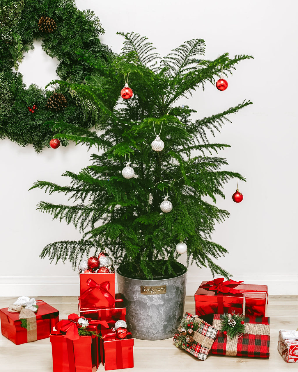 Norfolk Island Pine