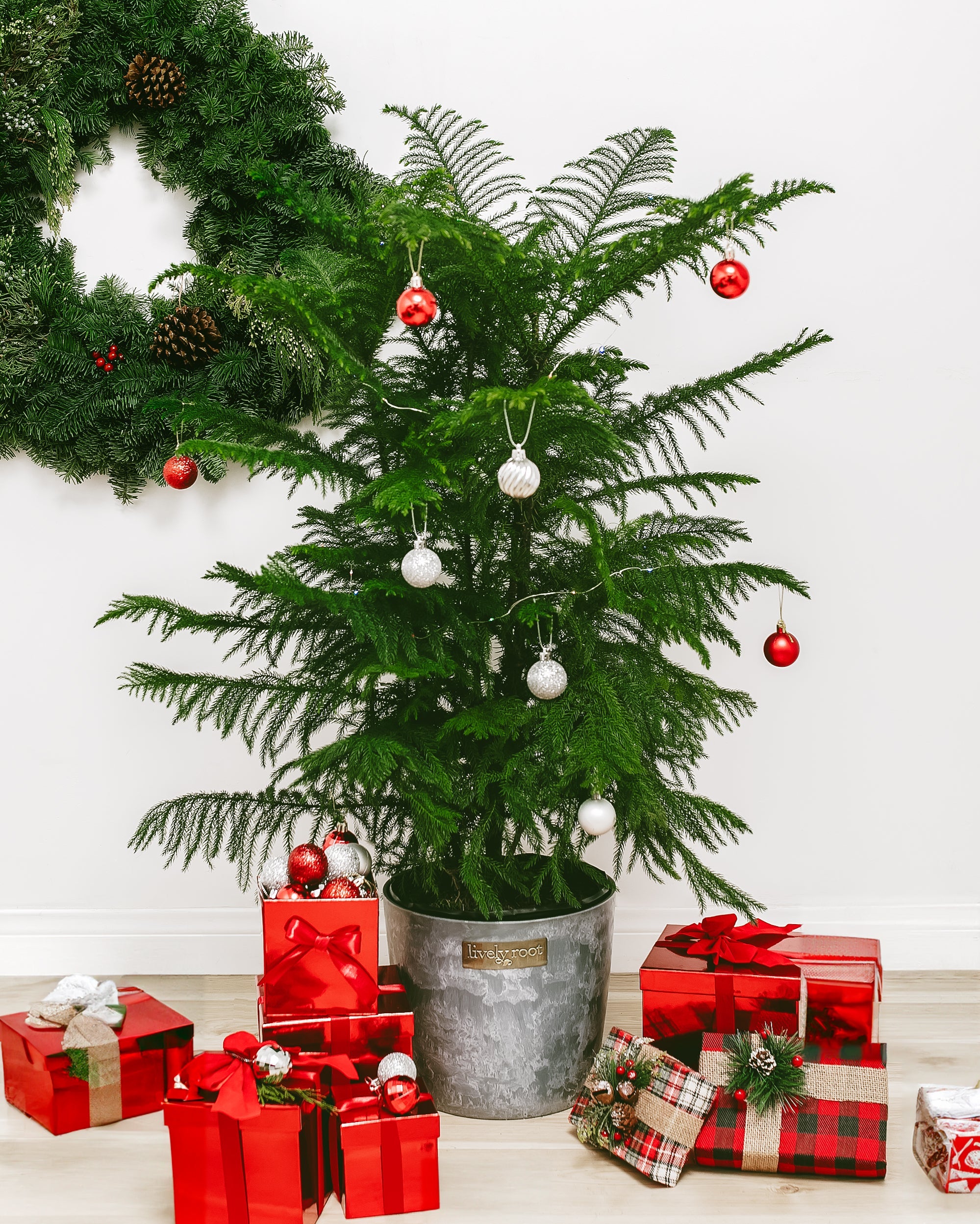 Norfolk Island Pine