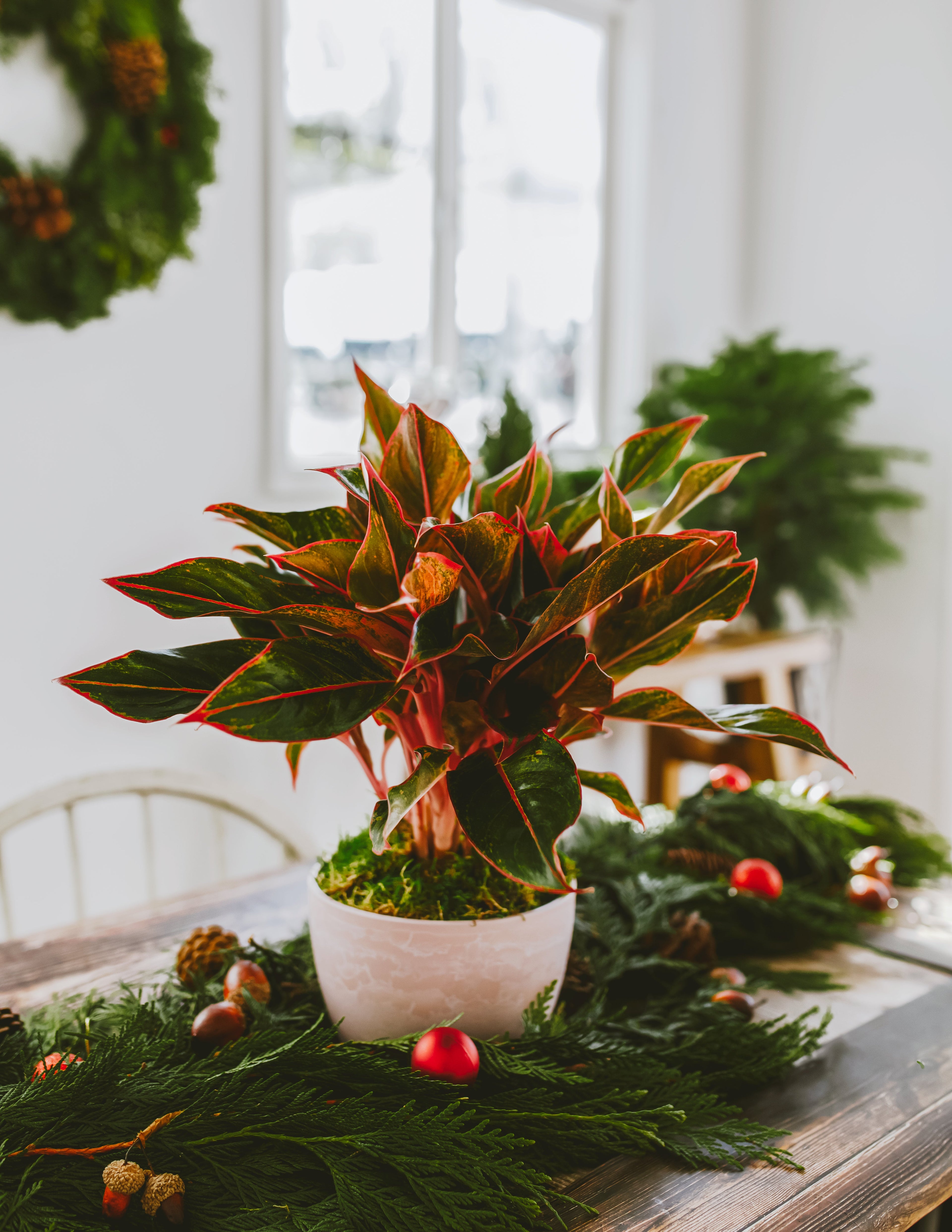 Aglaonema Red Siam