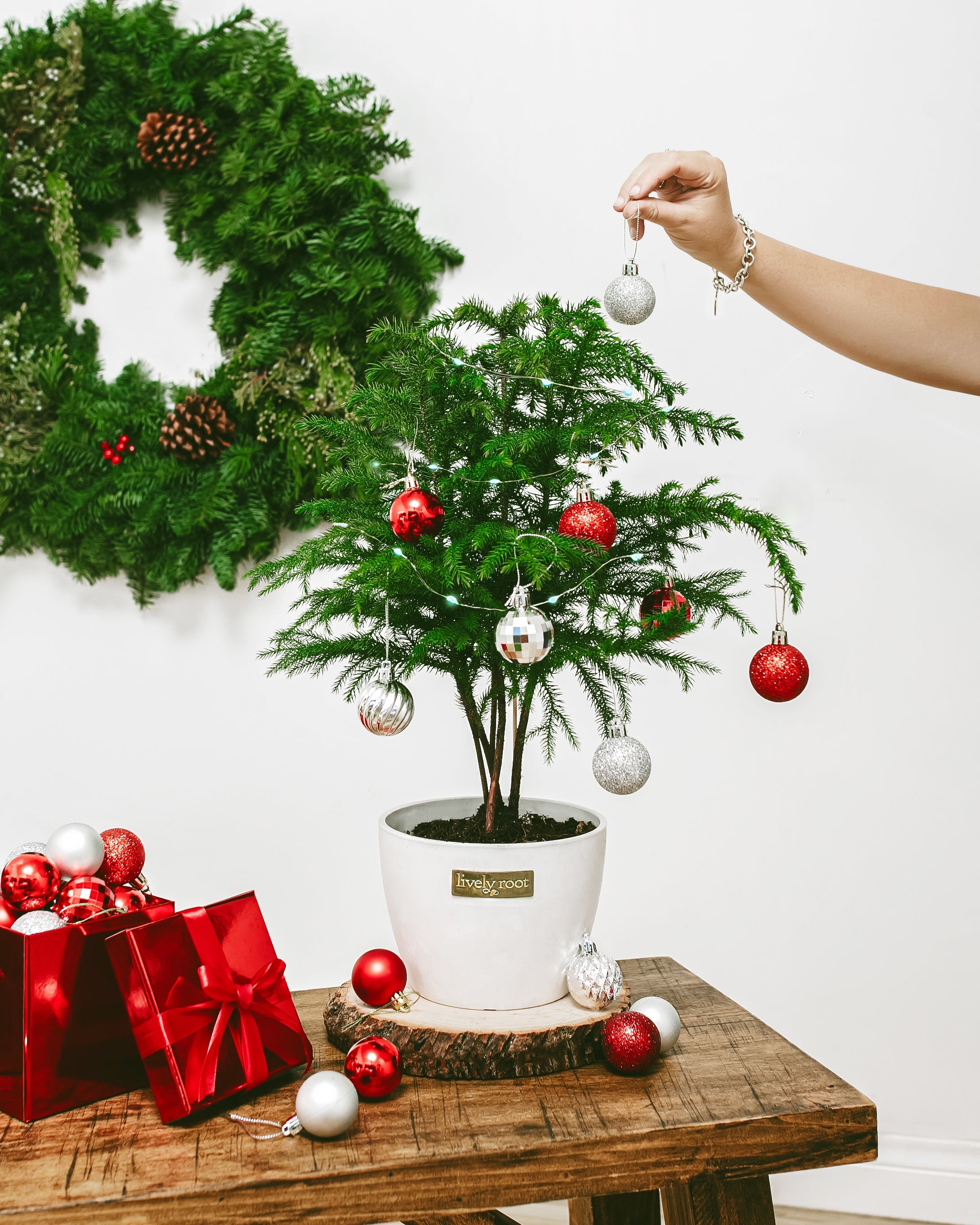 Norfolk Island Pine