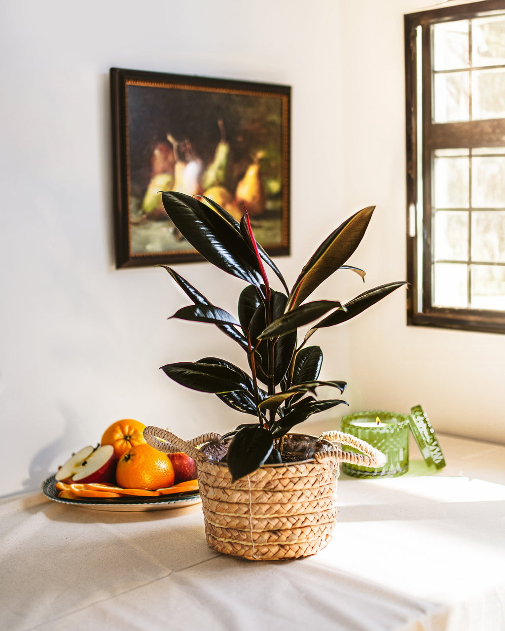 Ficus Elastica - Burgundy Rubber Tree