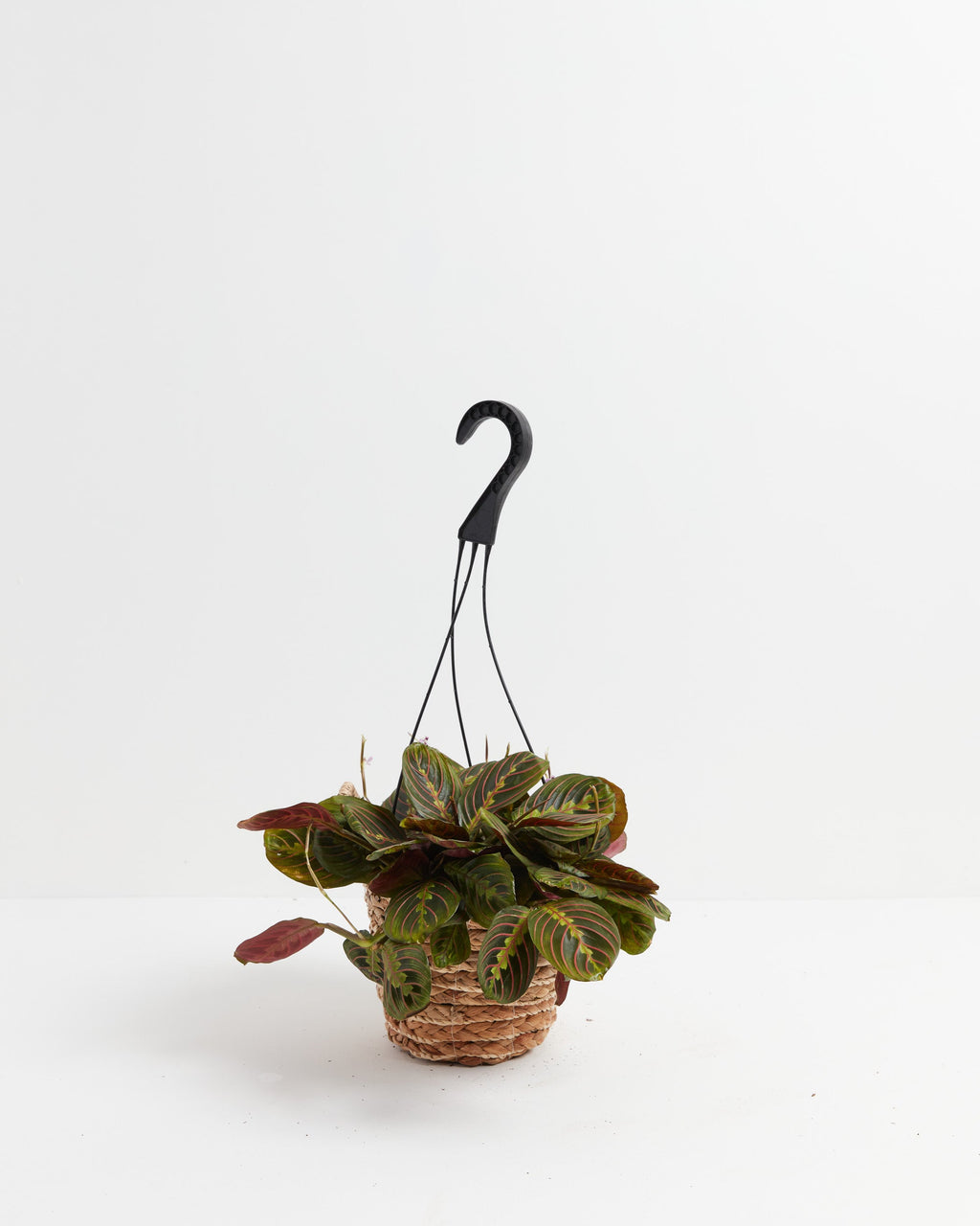Maranta Red Prayer Plant