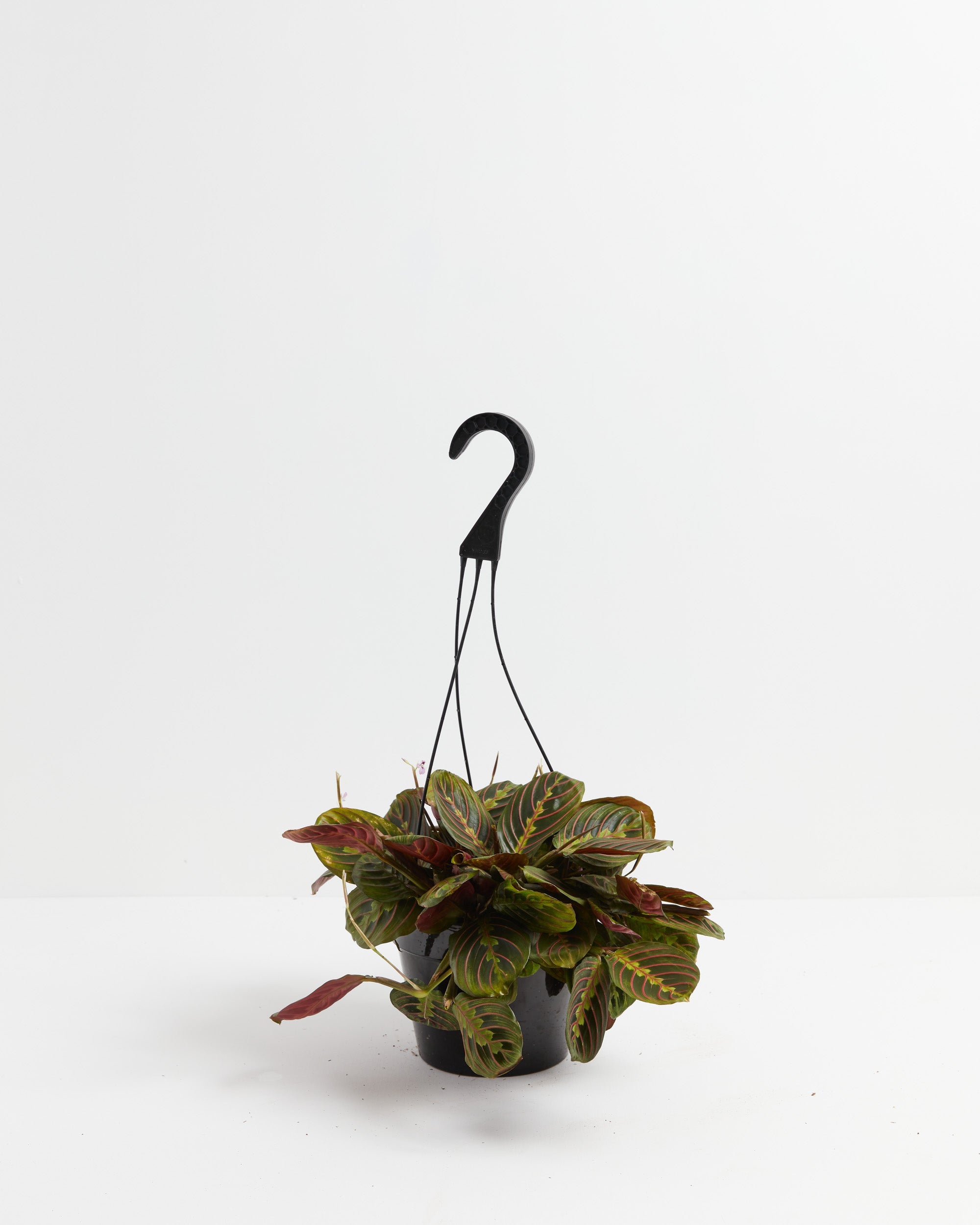 Maranta Red Prayer Plant