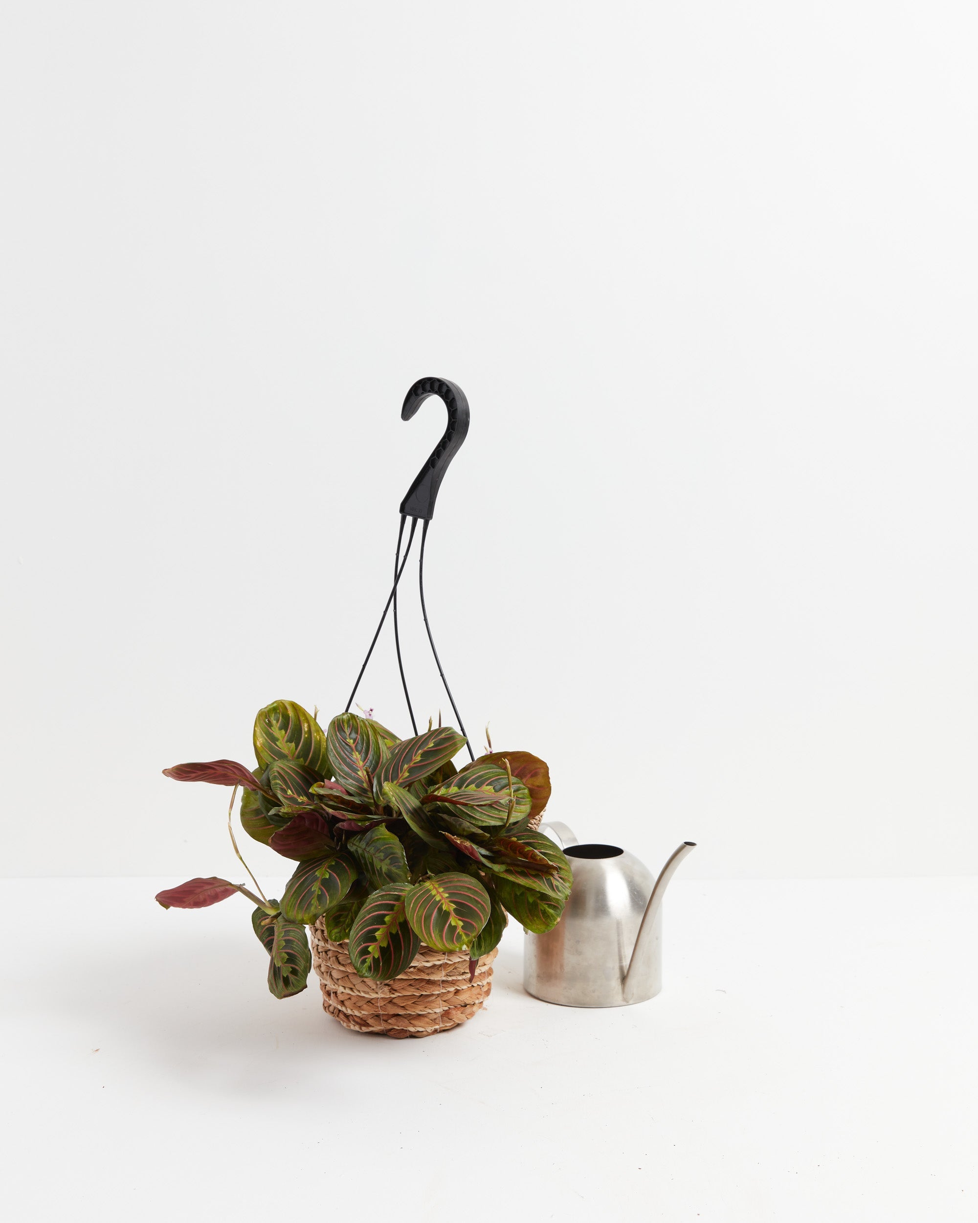 Maranta Red Prayer Plant
