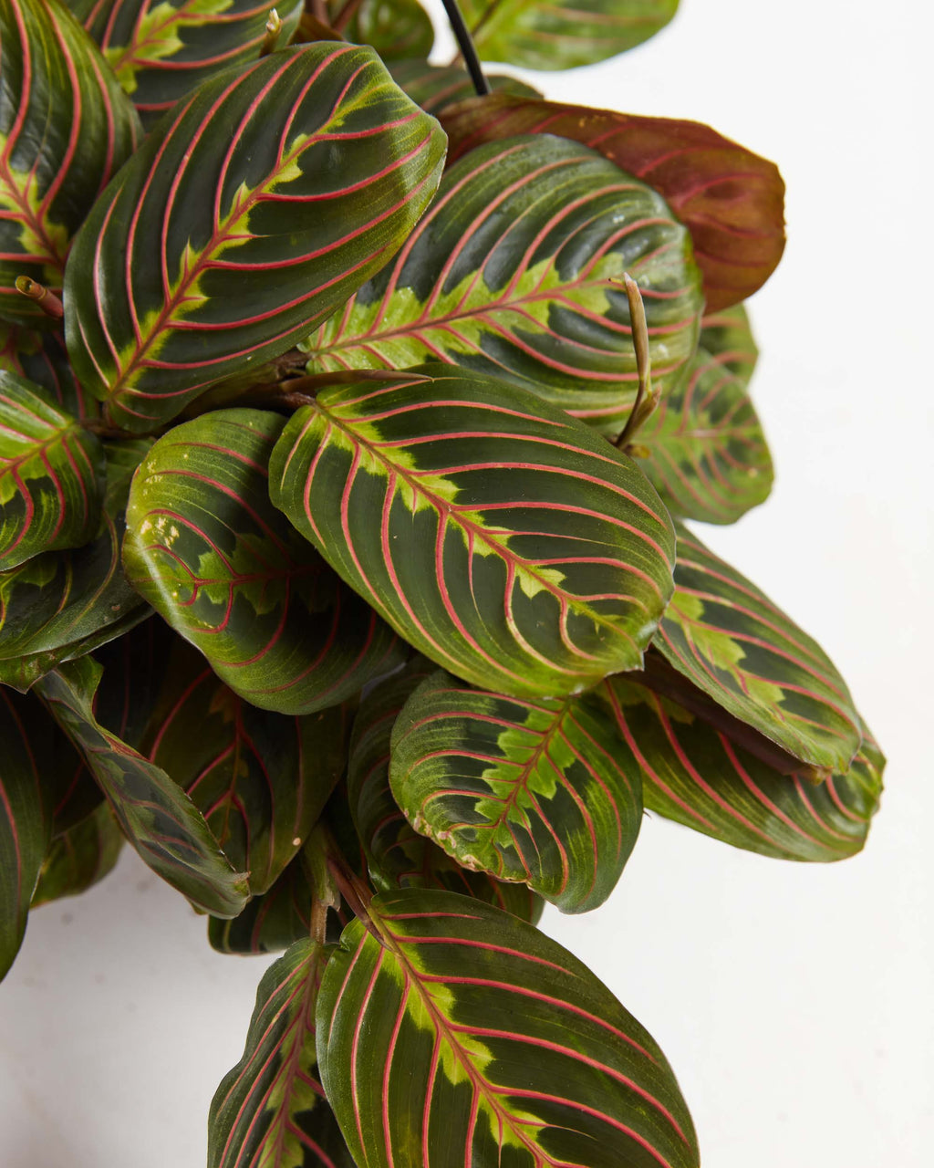 Maranta Red Prayer Plant