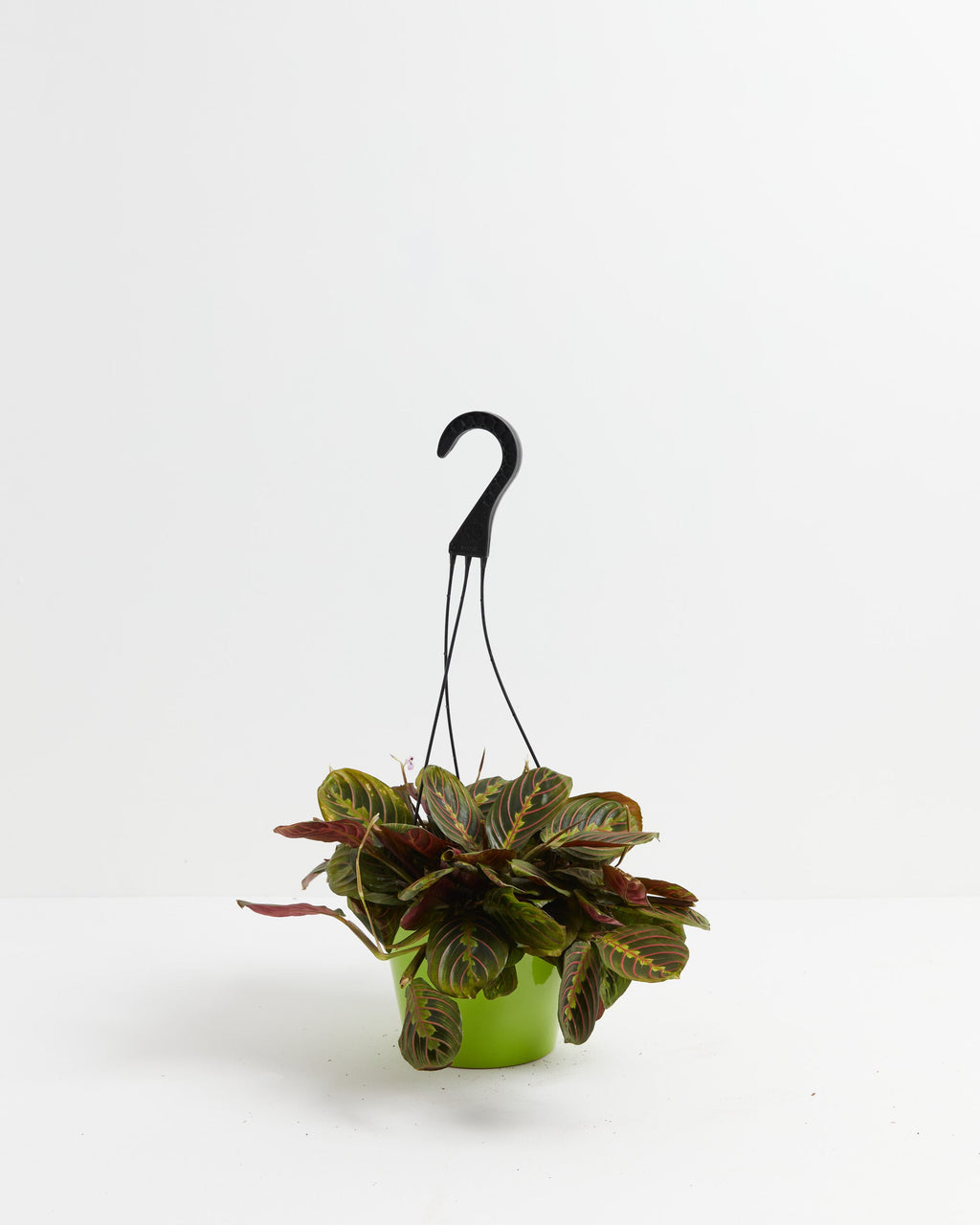 Maranta Red Prayer Plant