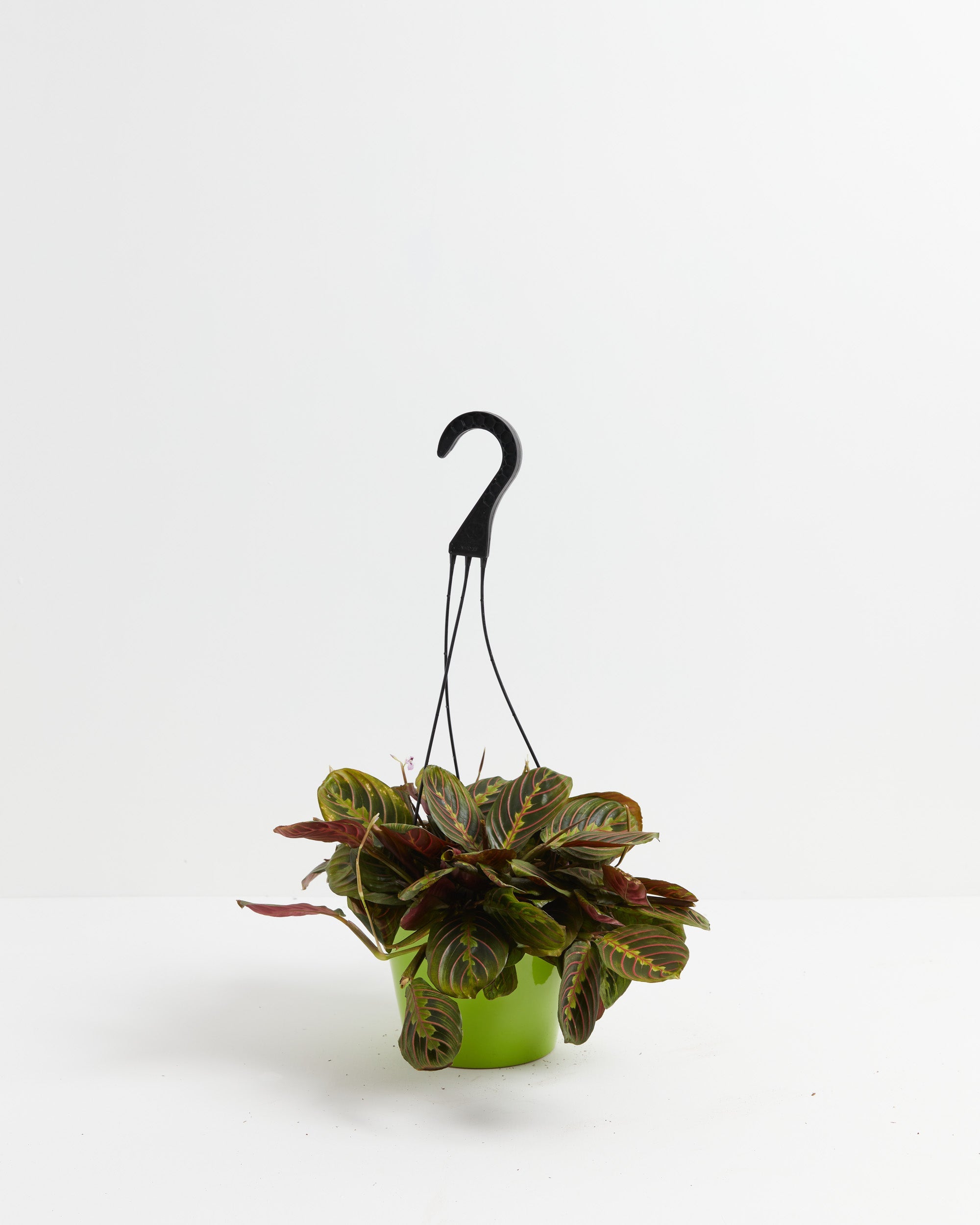 Maranta Red Prayer Plant
