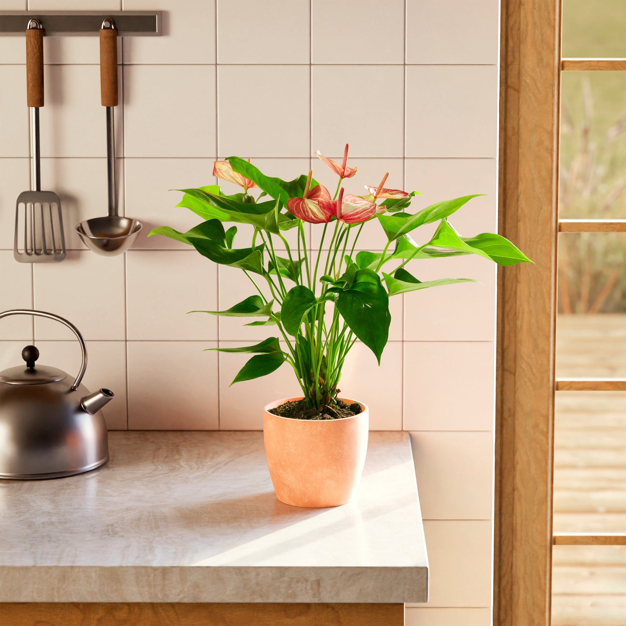 Anthurium 'Livium'