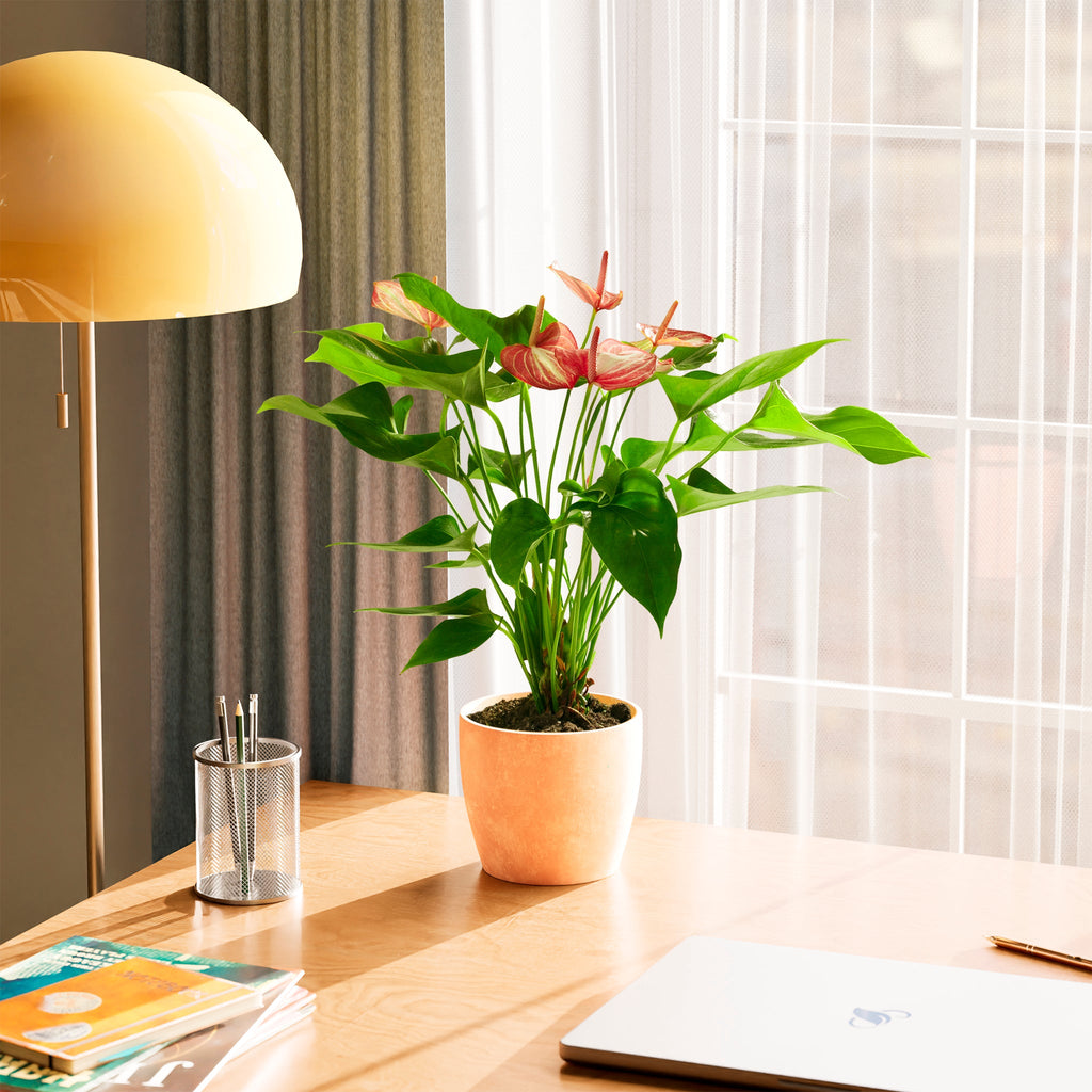 Anthurium 'Livium'