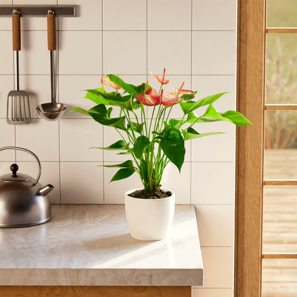 Anthurium 'Livium'