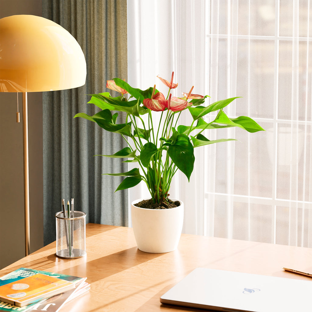 Anthurium 'Livium'