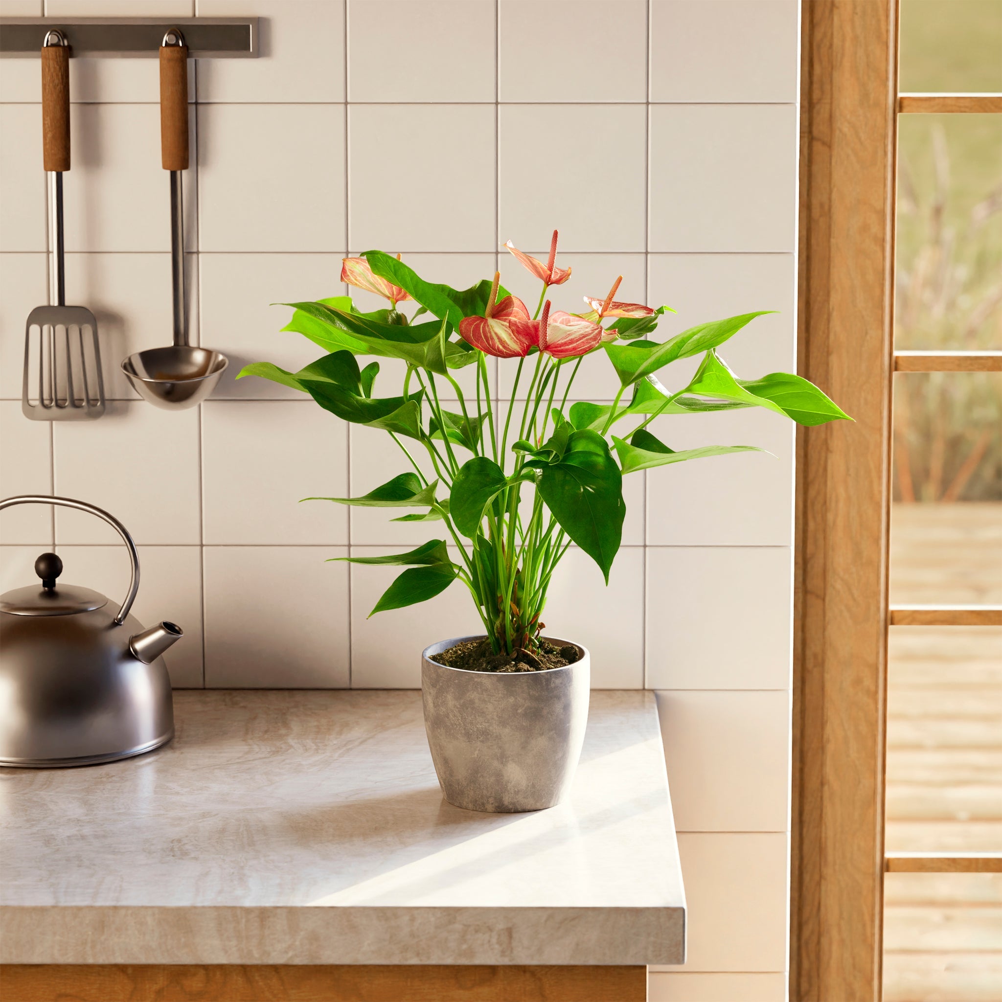 Anthurium 'Livium'