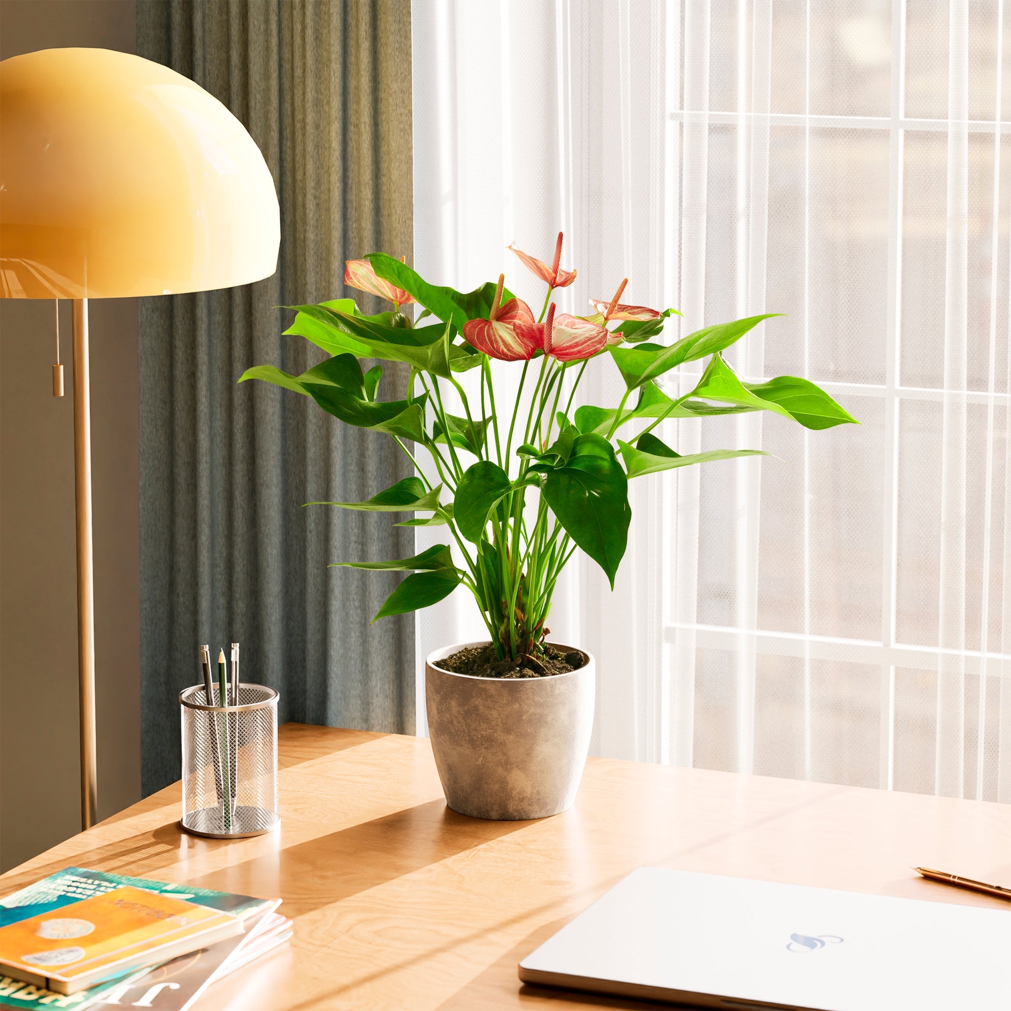 Anthurium 'Livium'