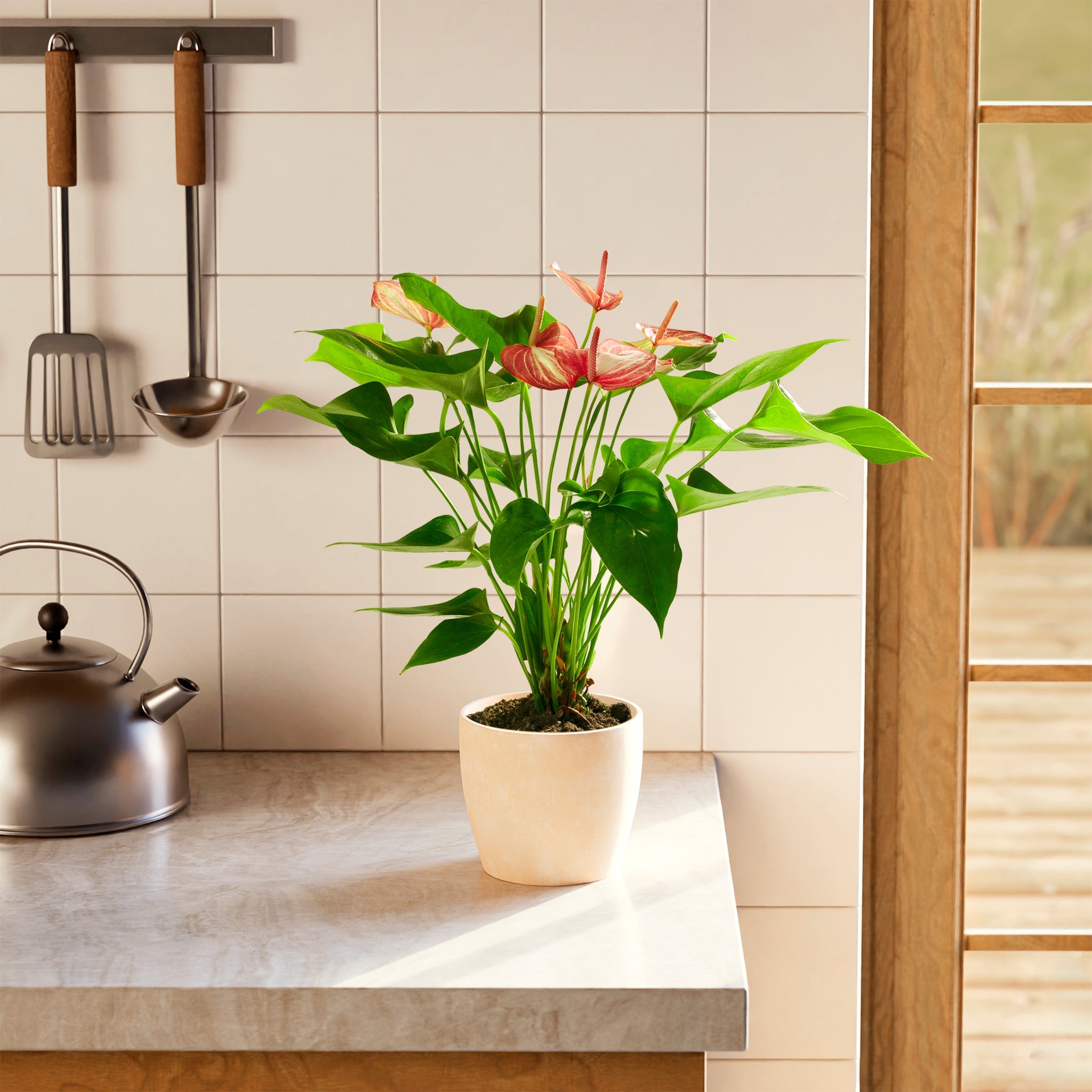 Anthurium 'Livium'