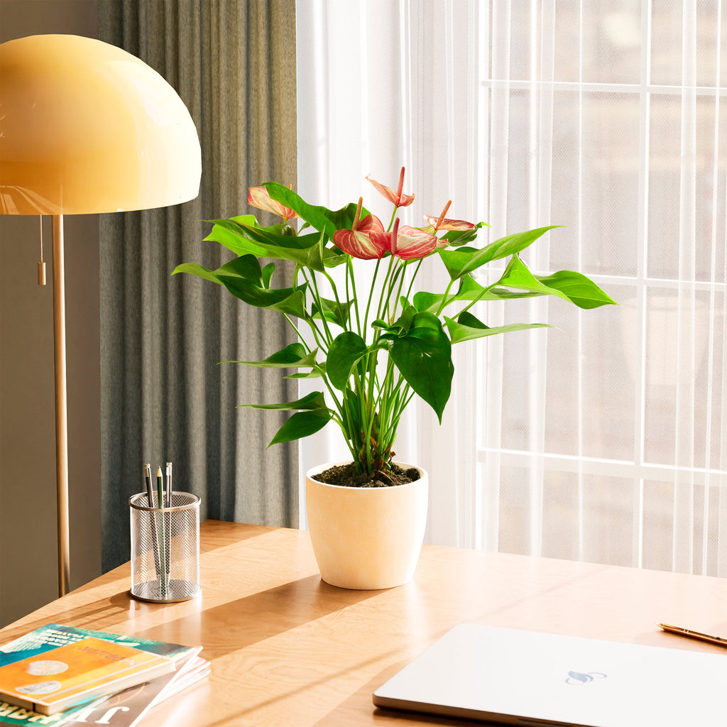Anthurium 'Livium'