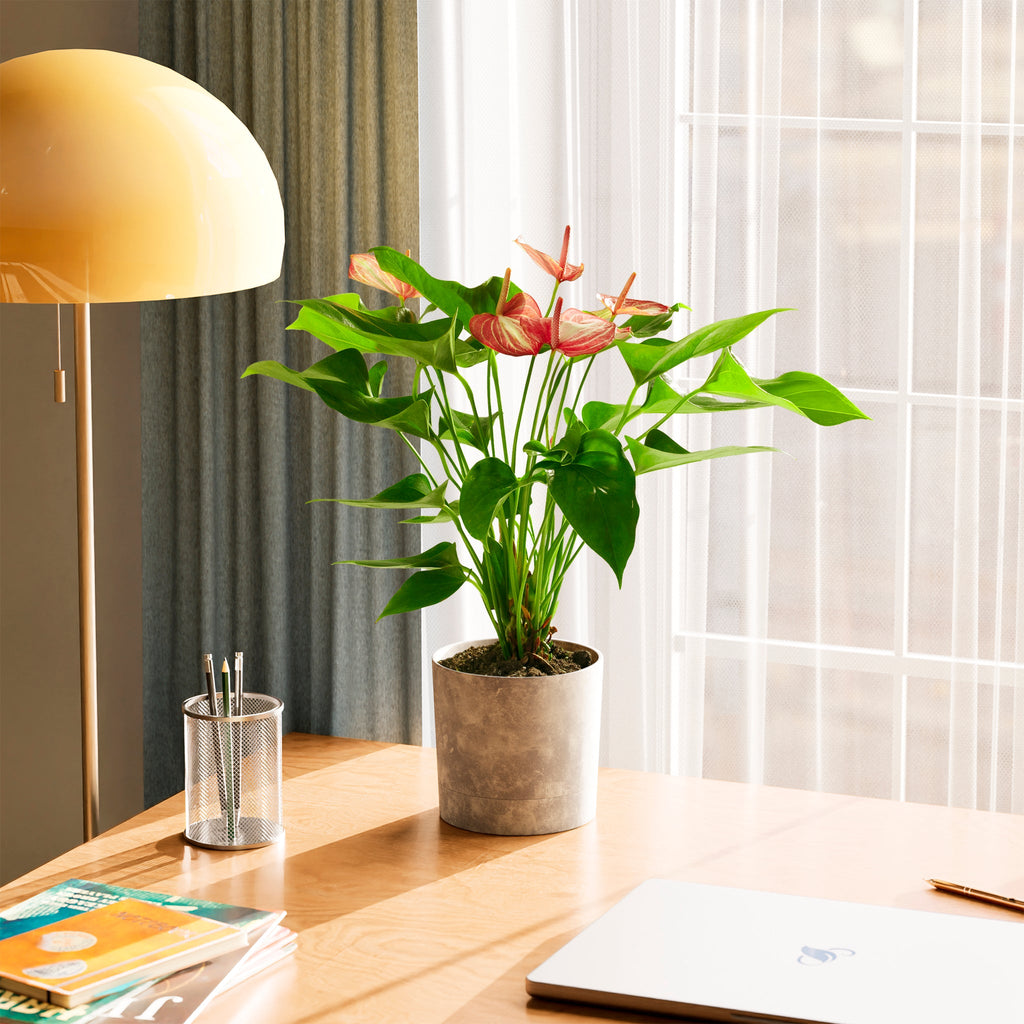 Anthurium 'Livium'