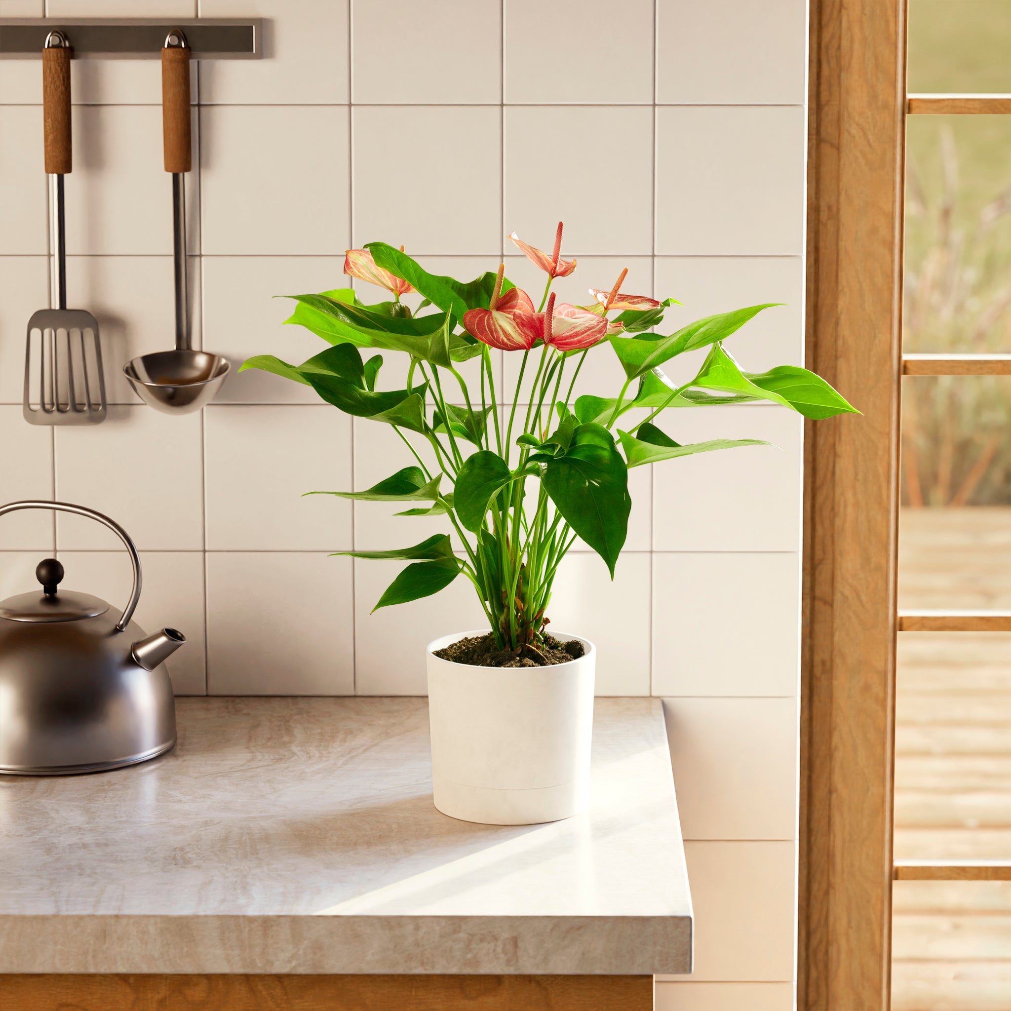 Anthurium 'Livium'