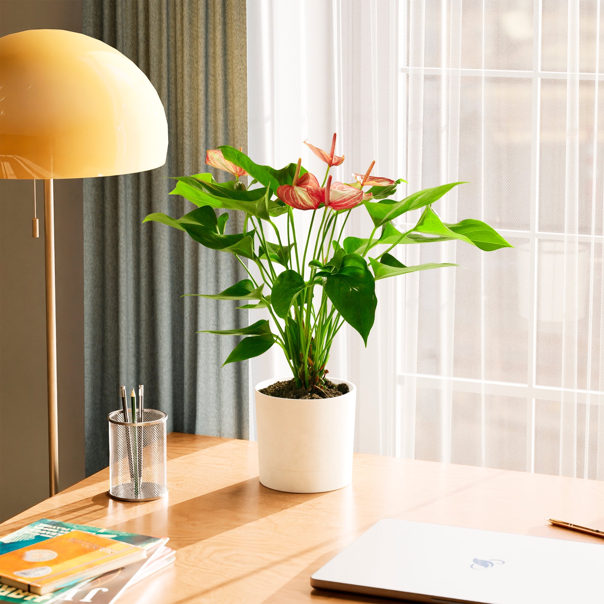 Anthurium 'Livium'