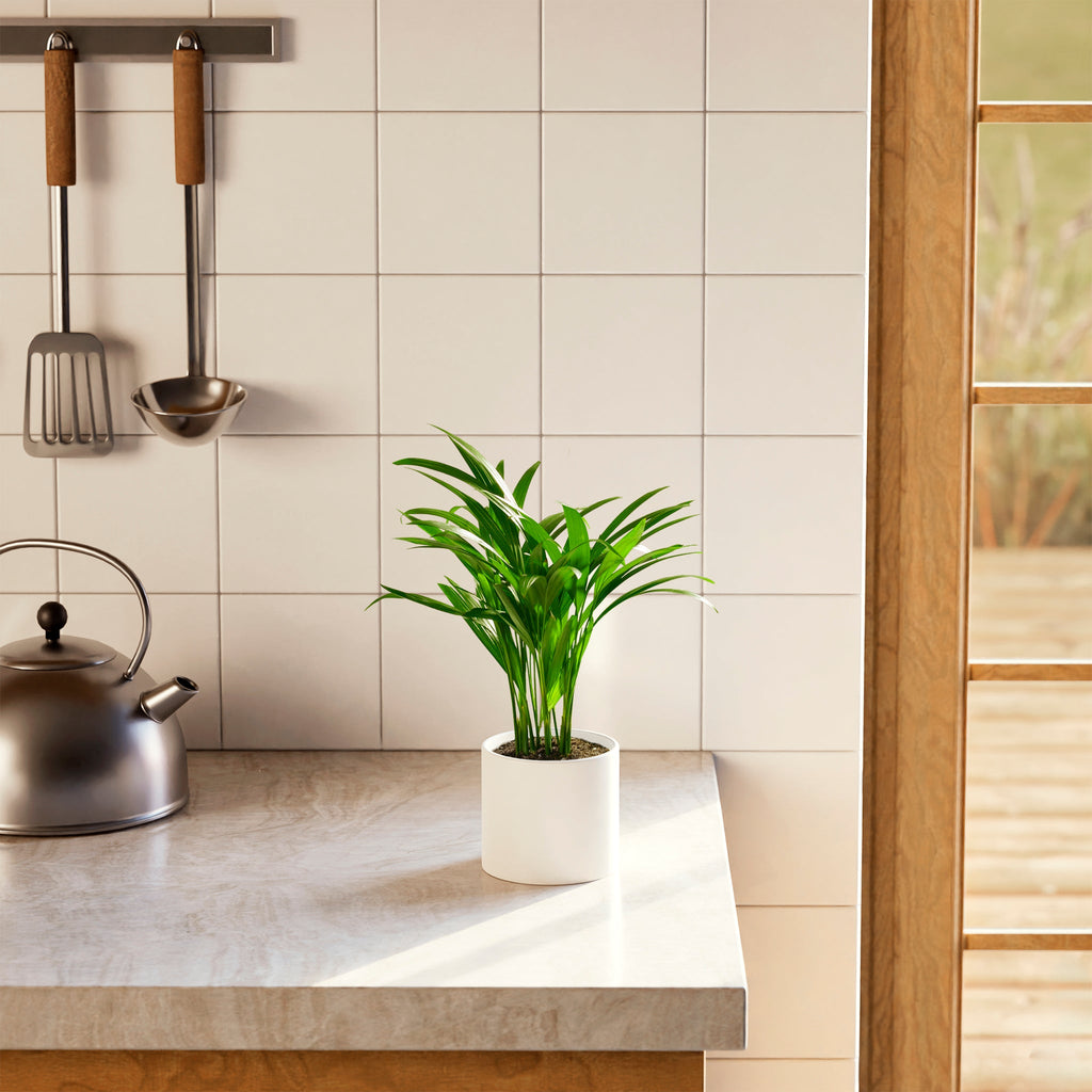 Areca Palm Indoor Tree