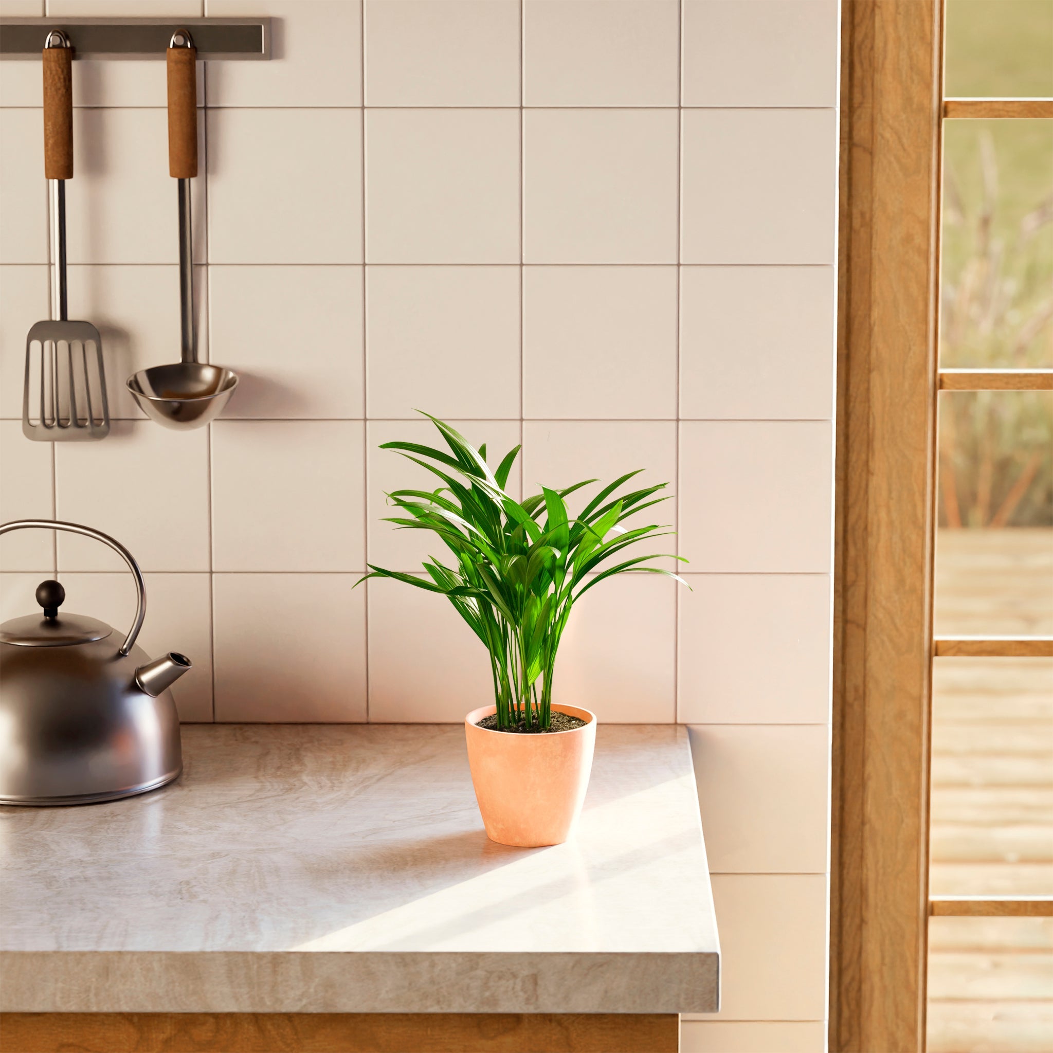 Areca Palm Indoor Tree