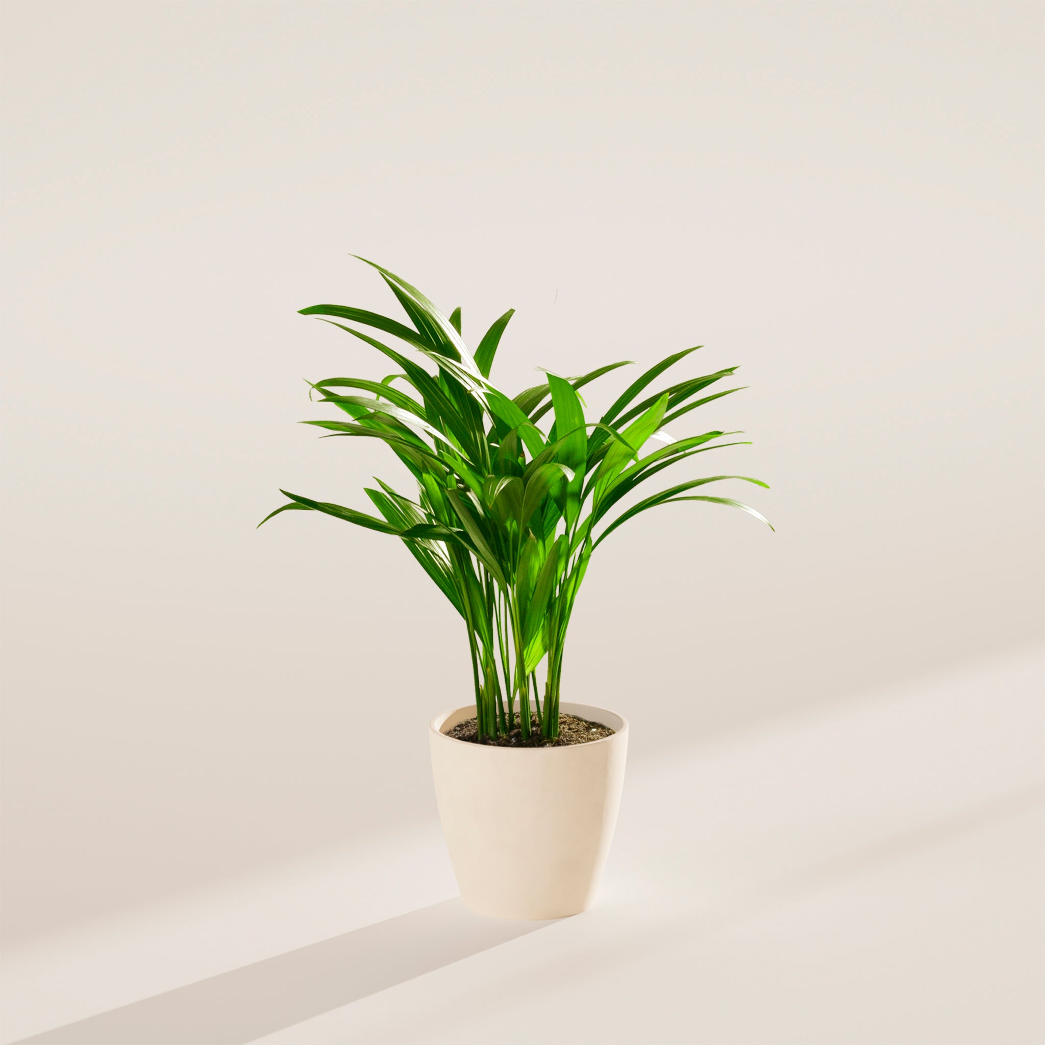 Areca Palm Indoor Tree