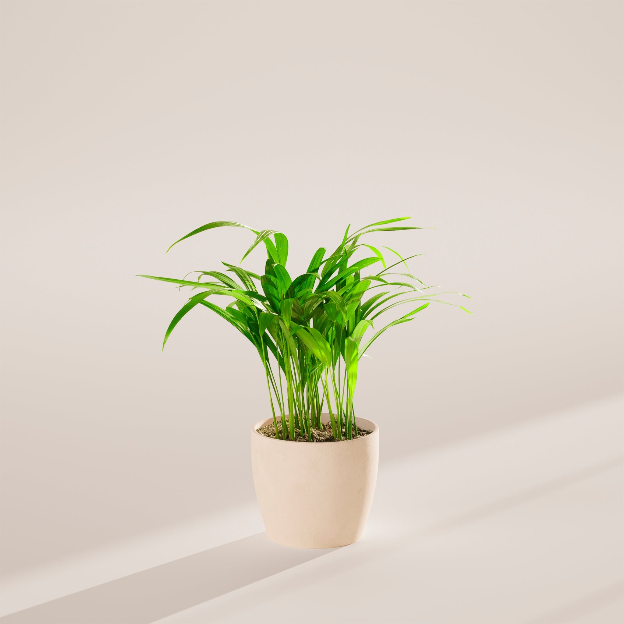Areca Palm Indoor Tree