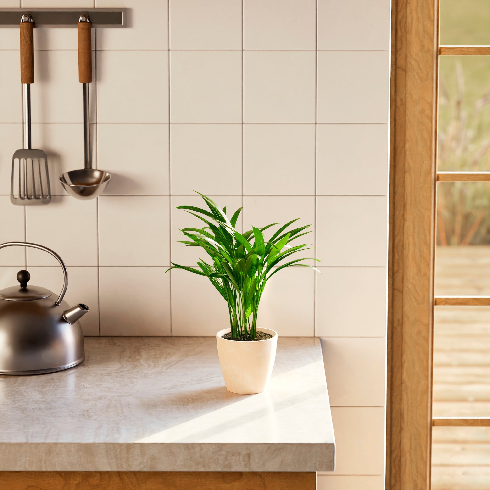 Areca Palm Indoor Tree