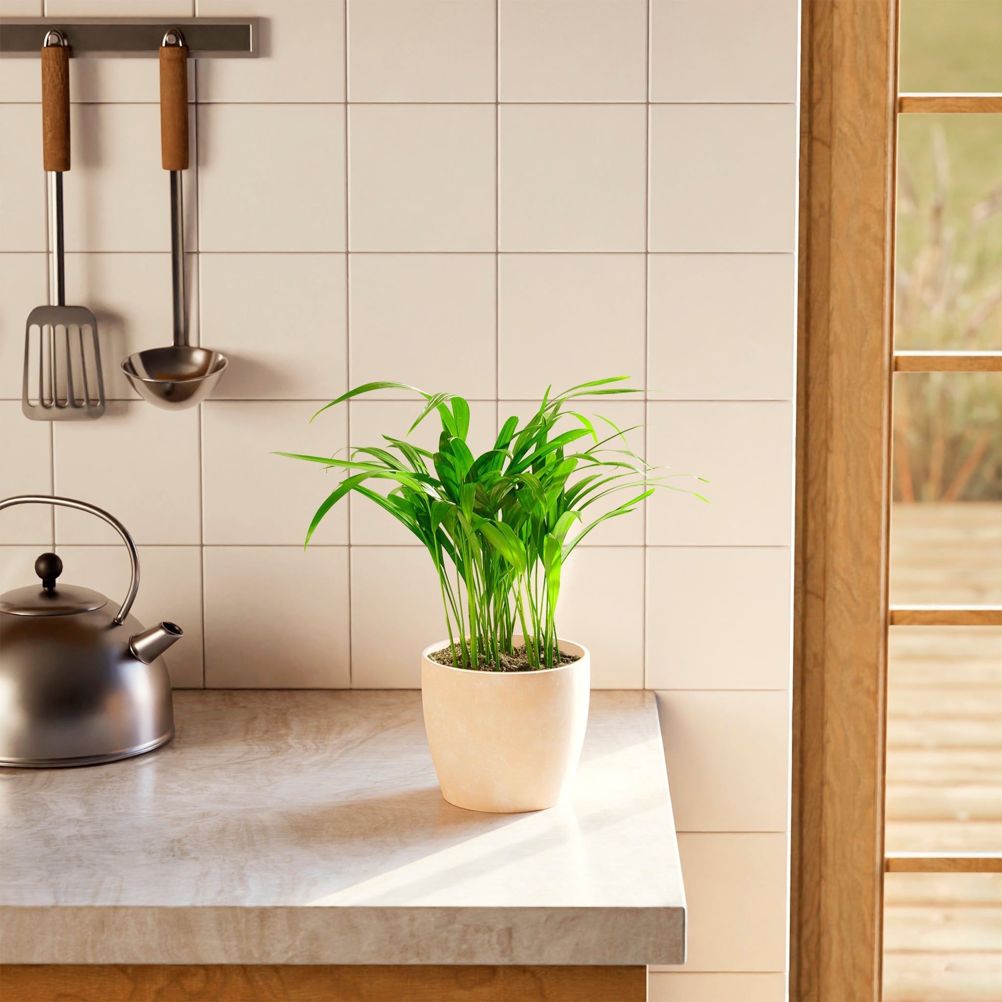 Areca Palm Indoor Tree