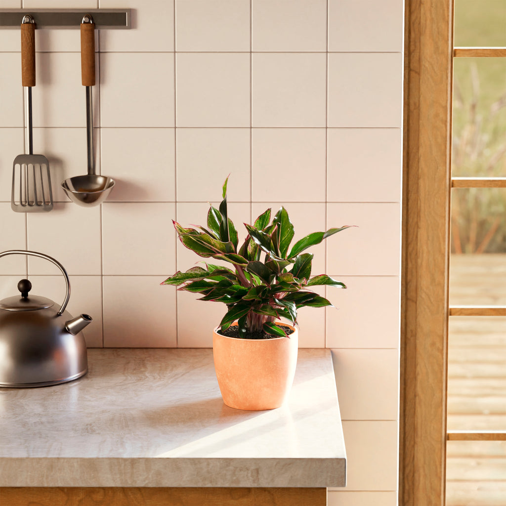 Aglaonema Red Siam