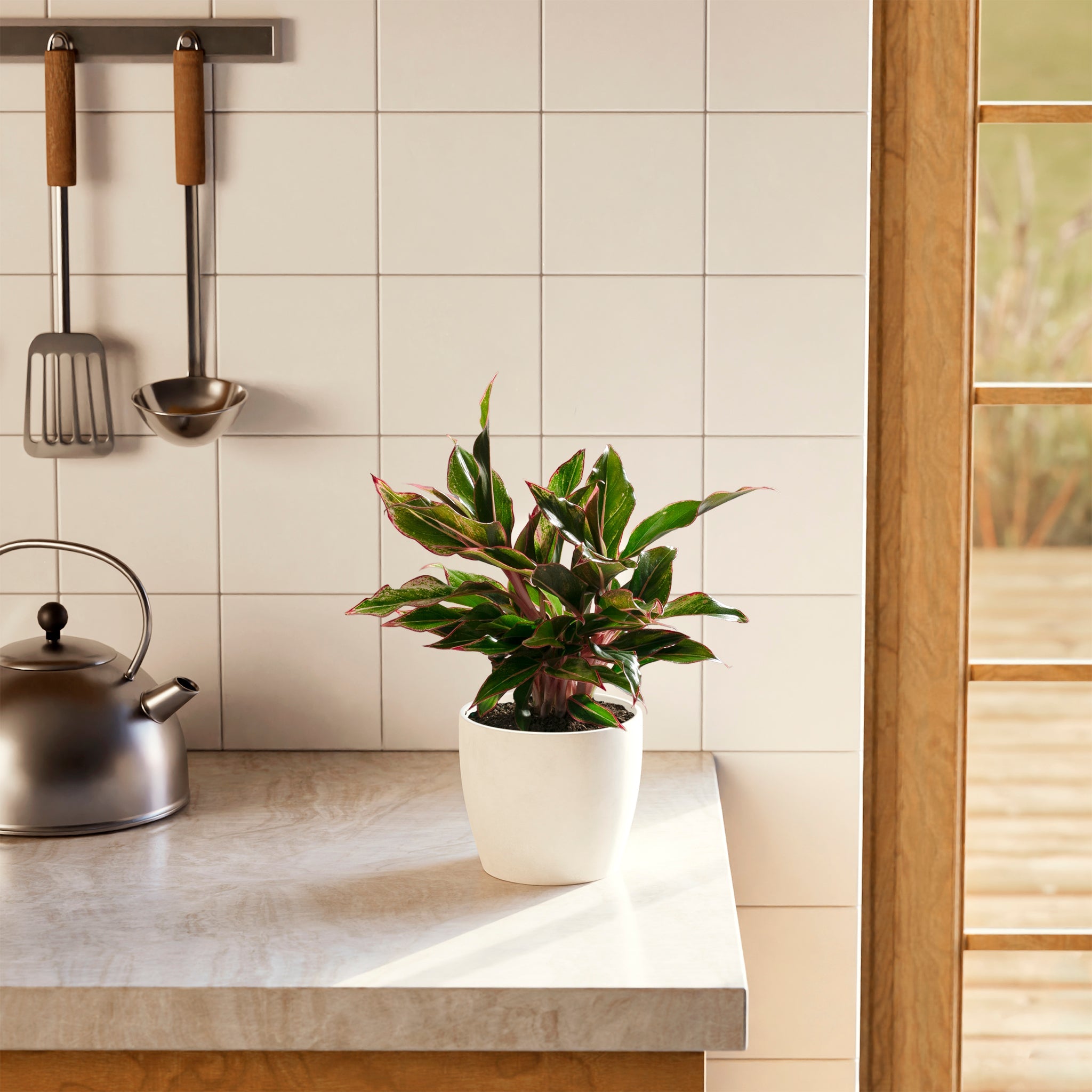 Aglaonema Red Siam