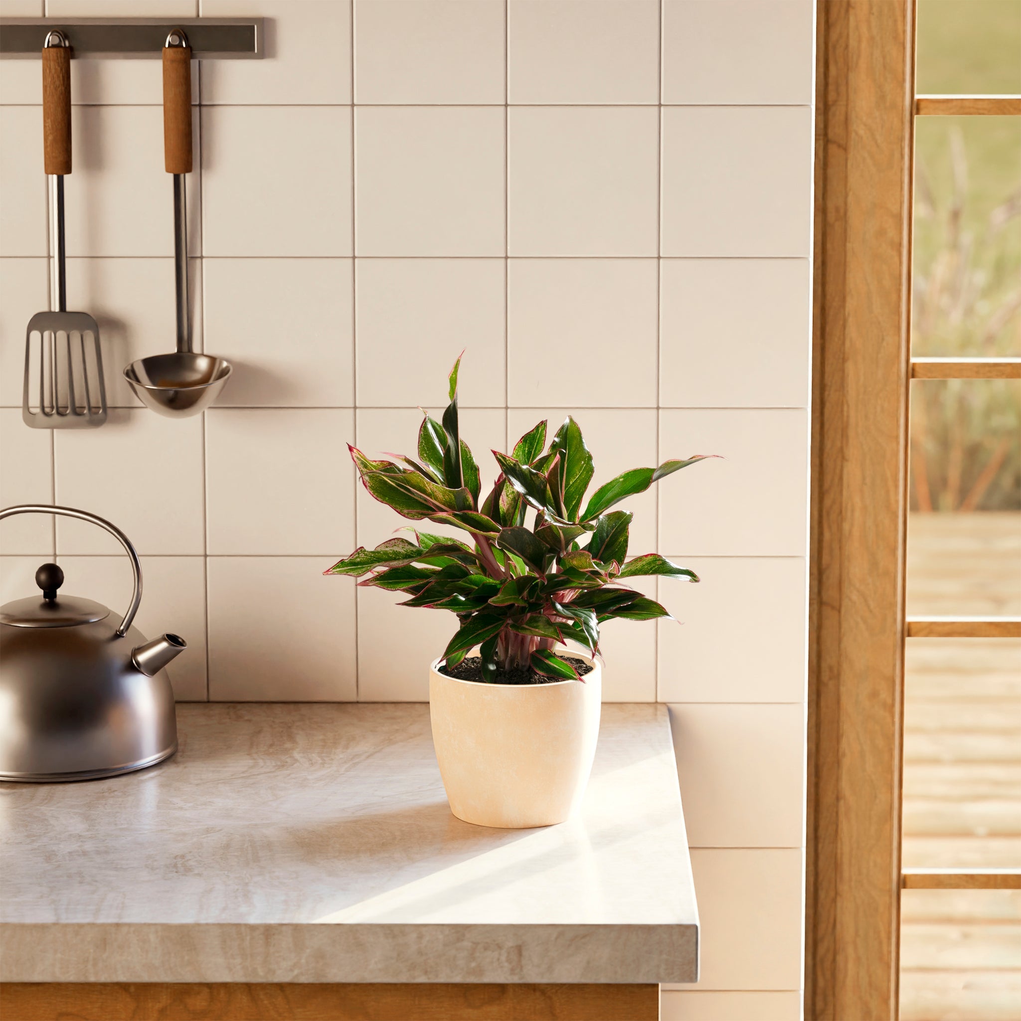 Aglaonema Red Siam