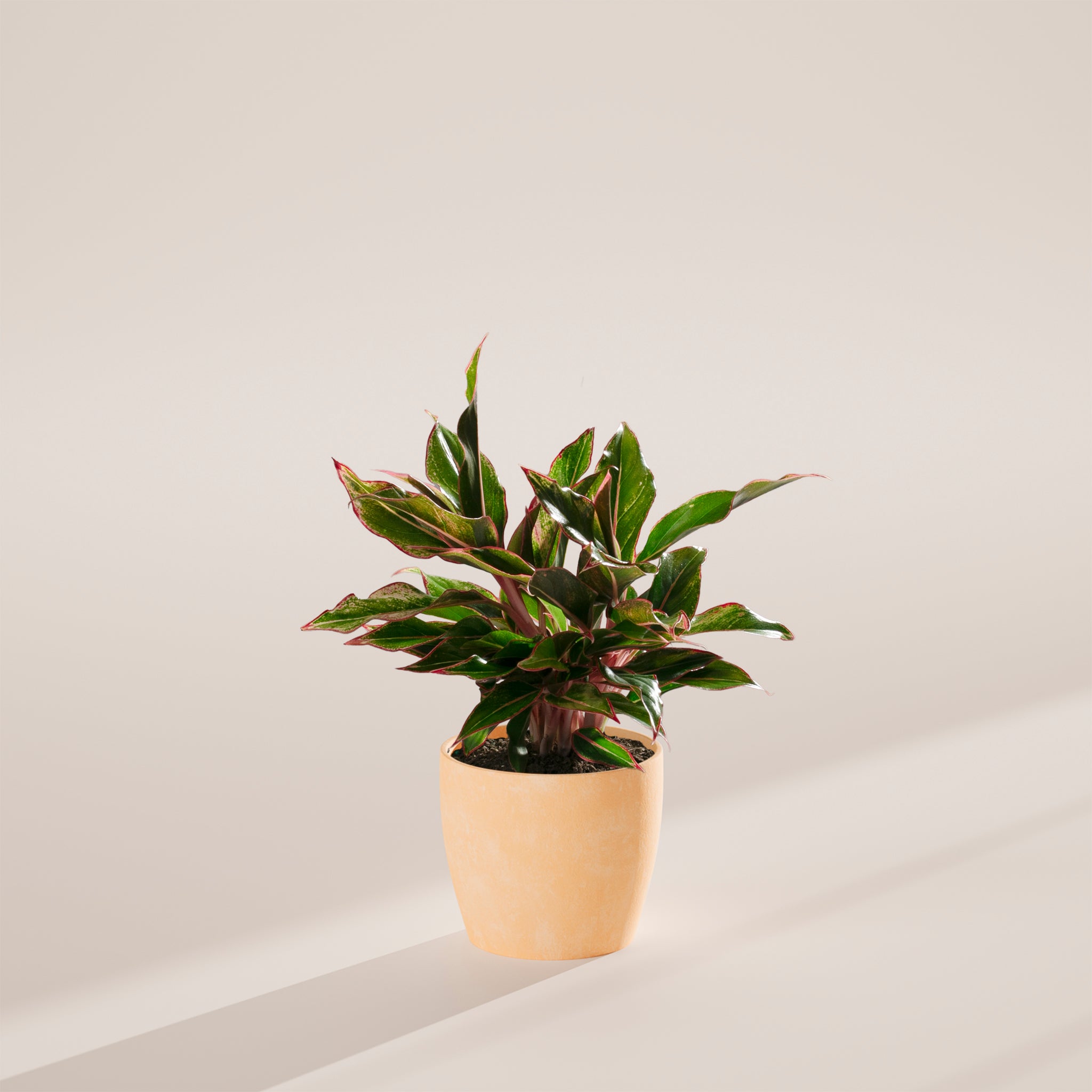 Aglaonema Red Siam