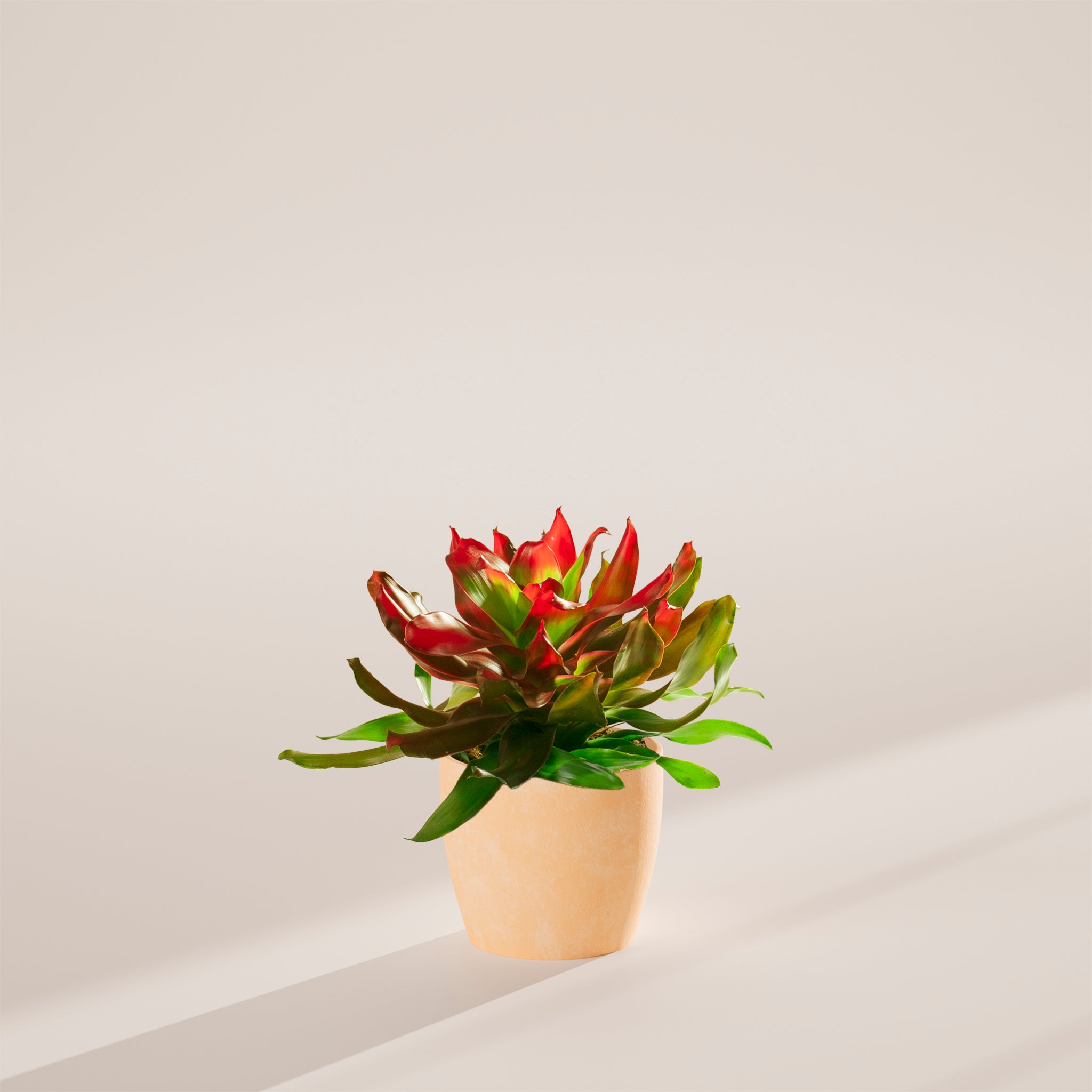 Bromeliad Neoregelia