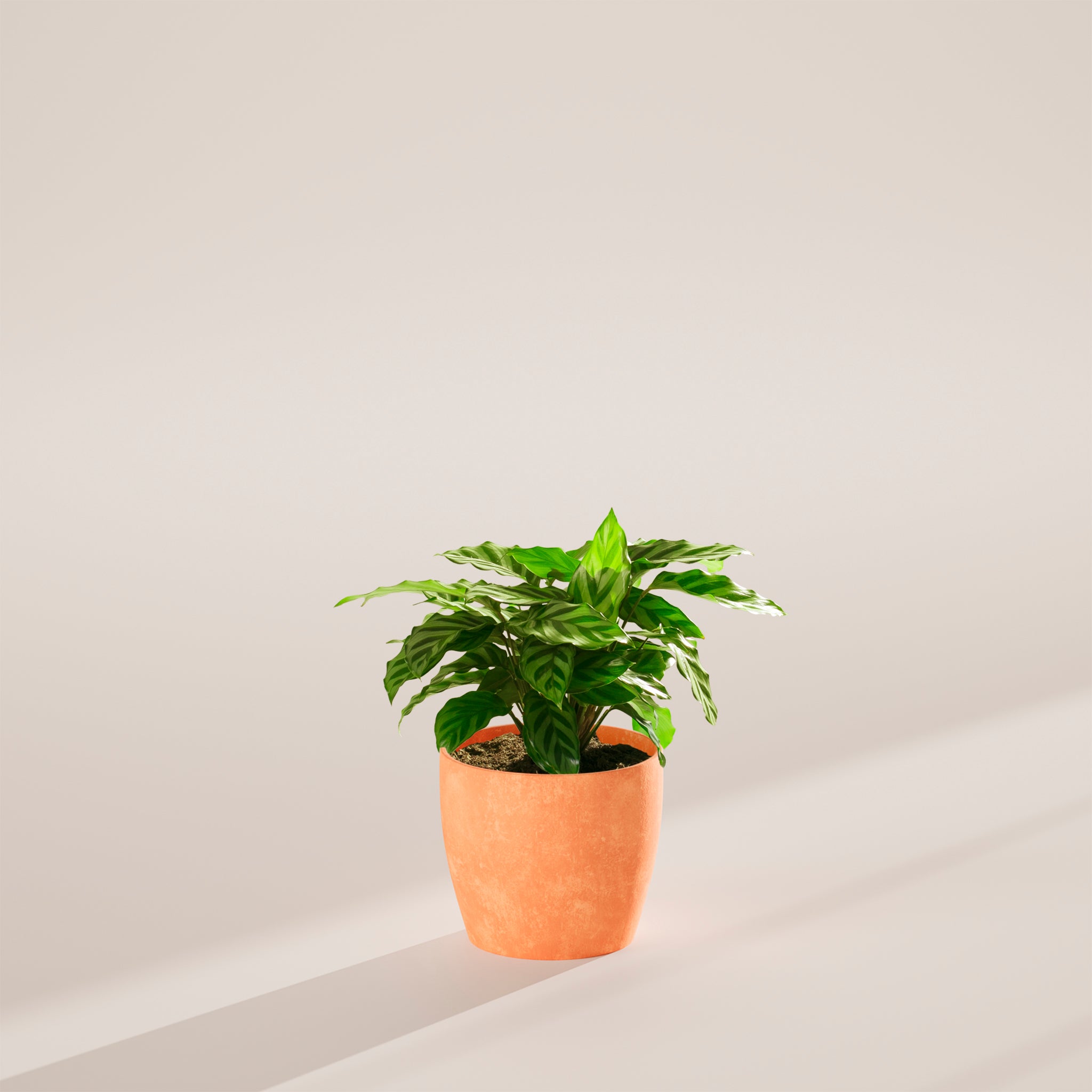Calathea Concinna Freddie