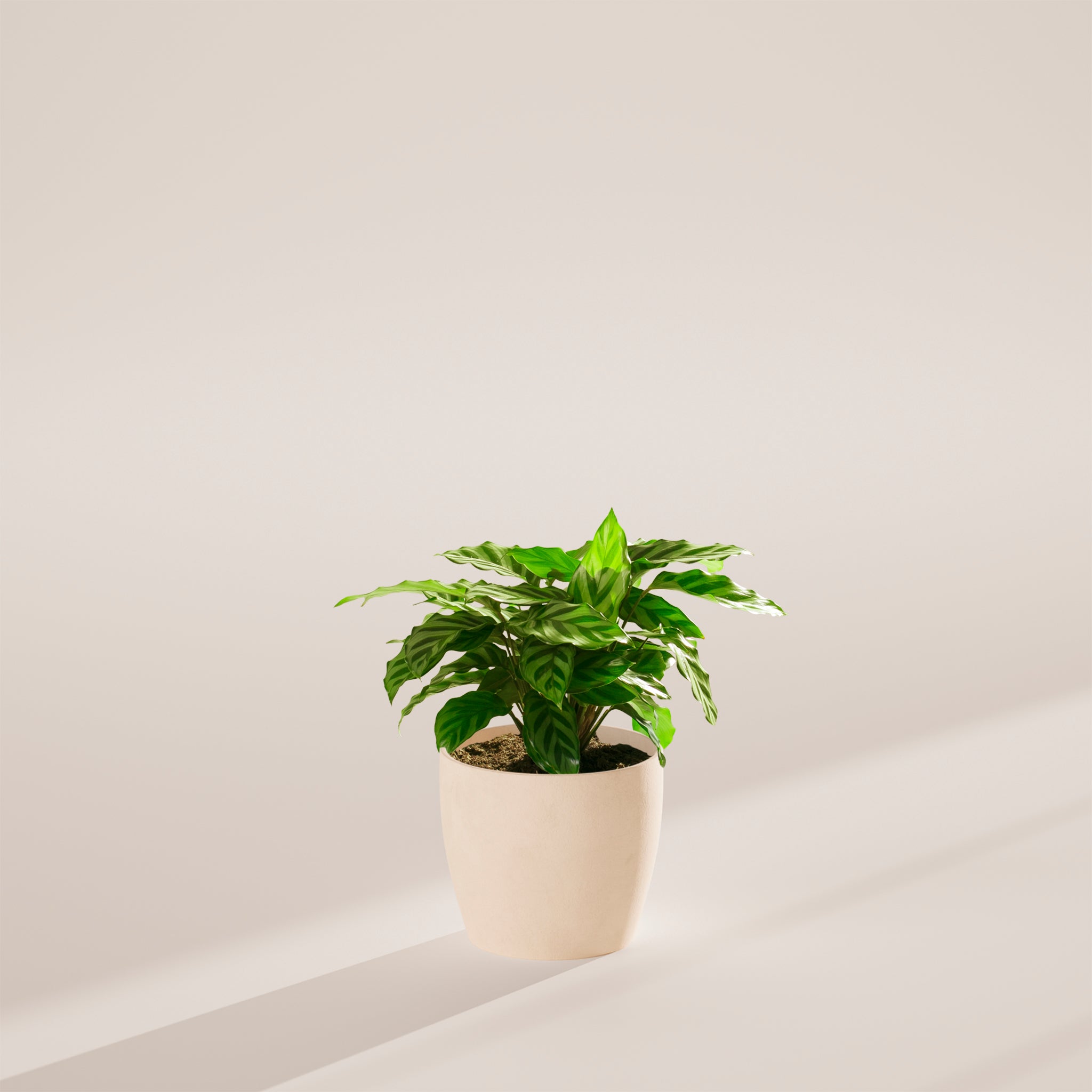 Calathea Concinna Freddie