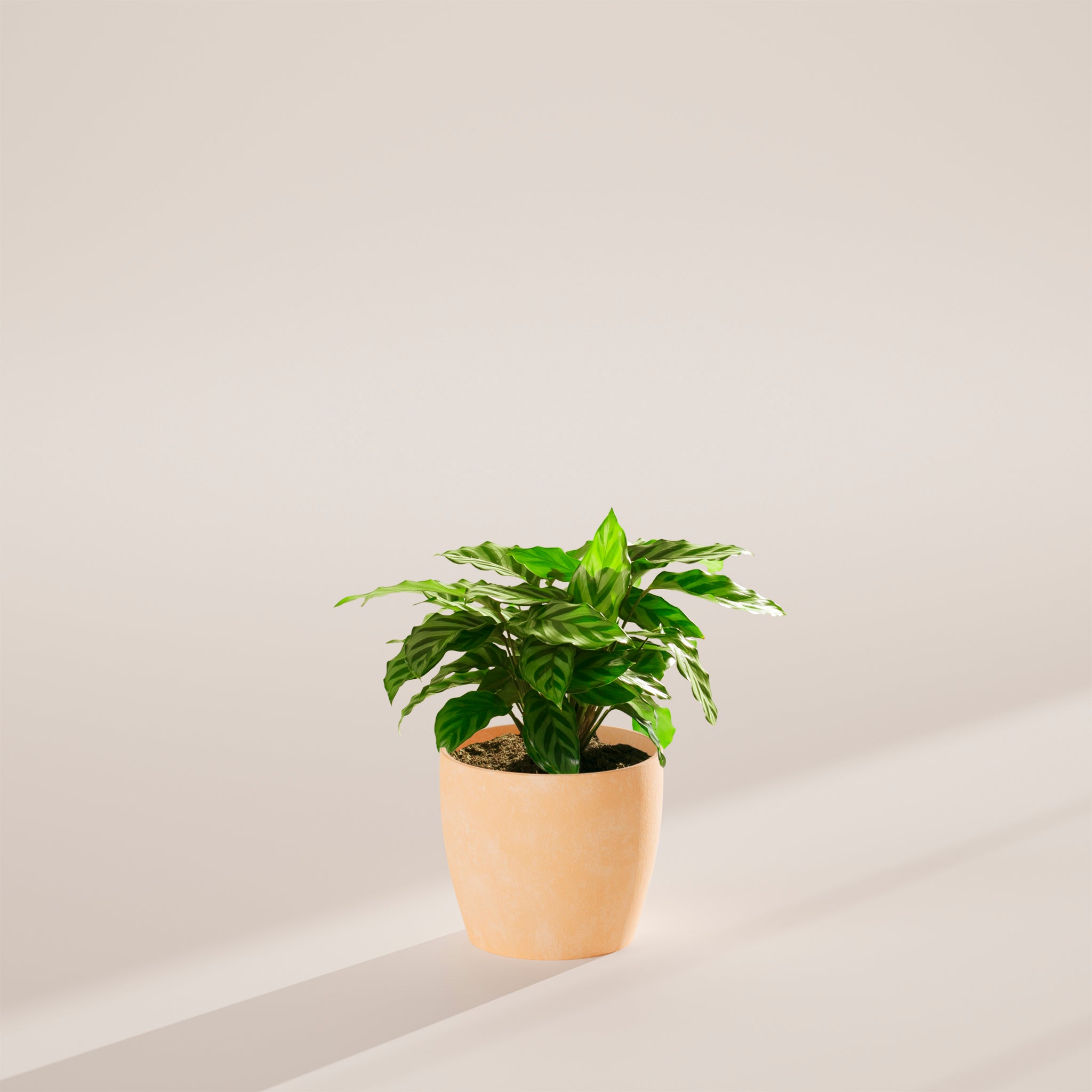 Calathea Concinna Freddie