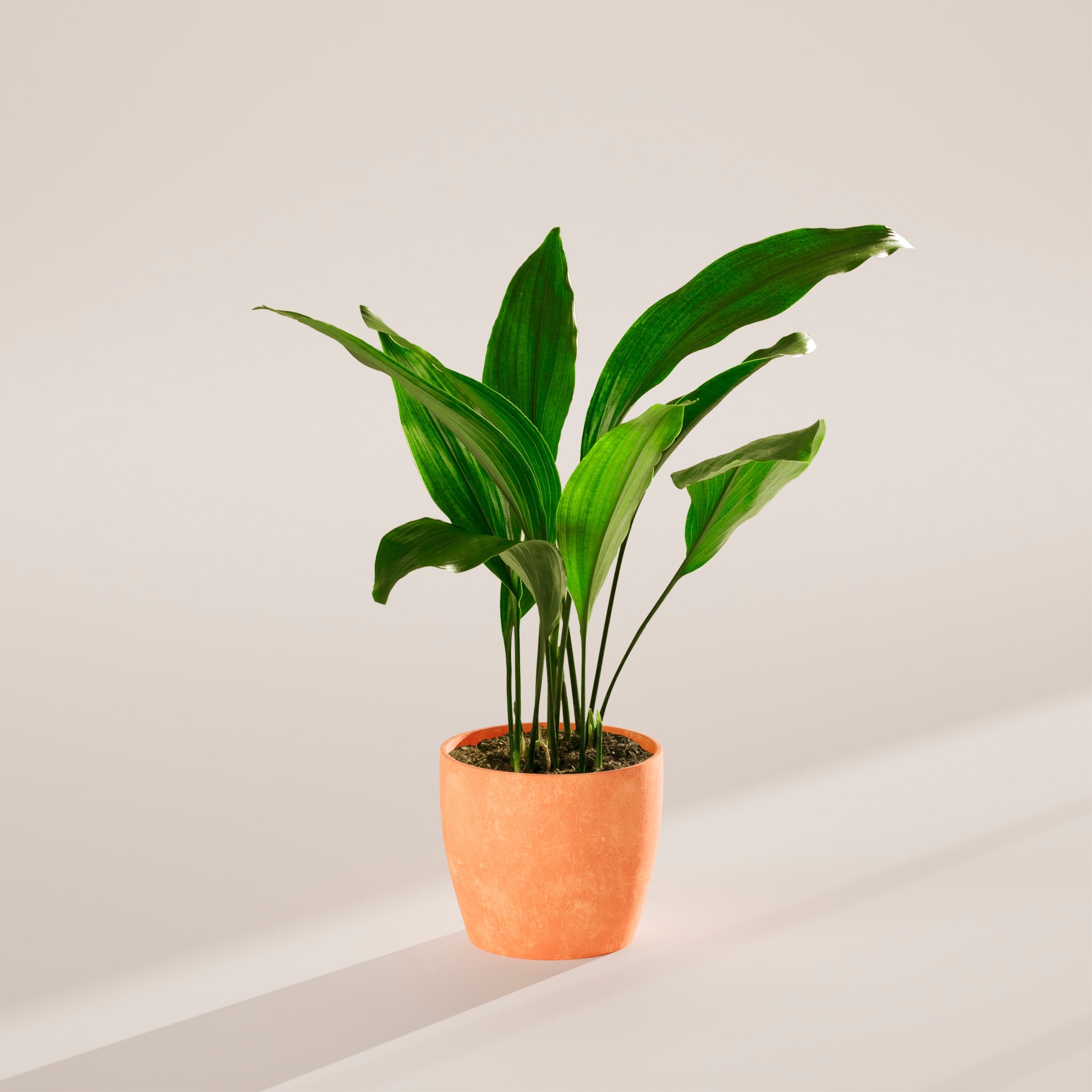 Cast Iron Plant