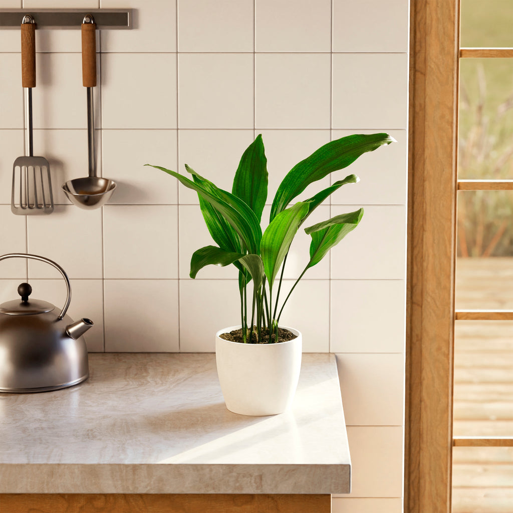 Cast Iron Plant