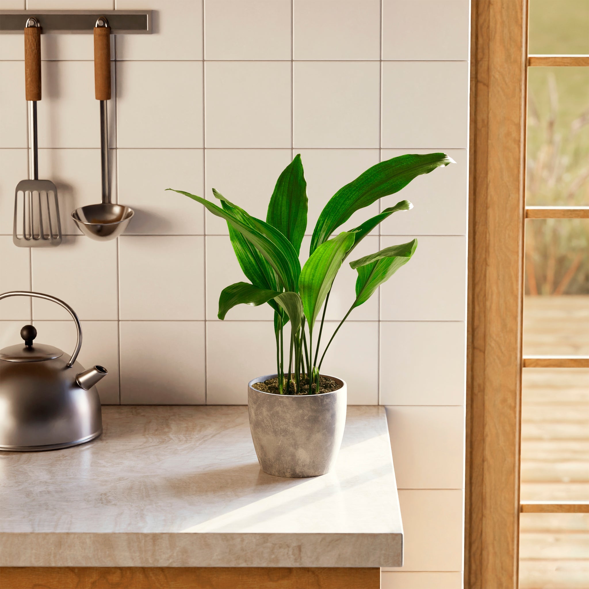 Cast Iron Plant