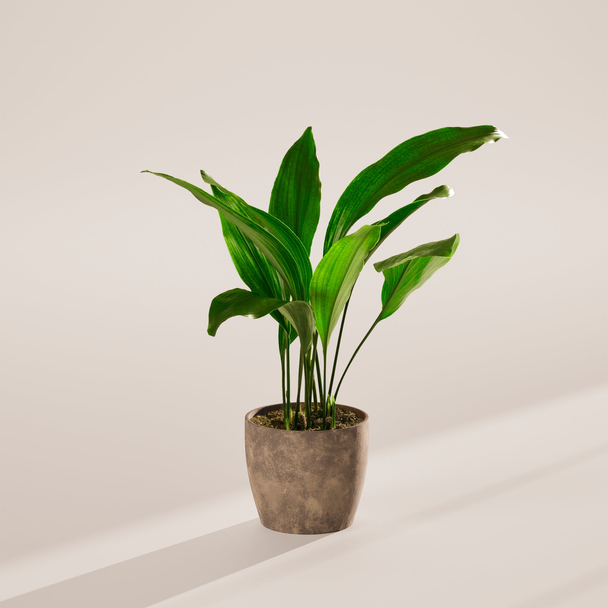 Cast Iron Plant
